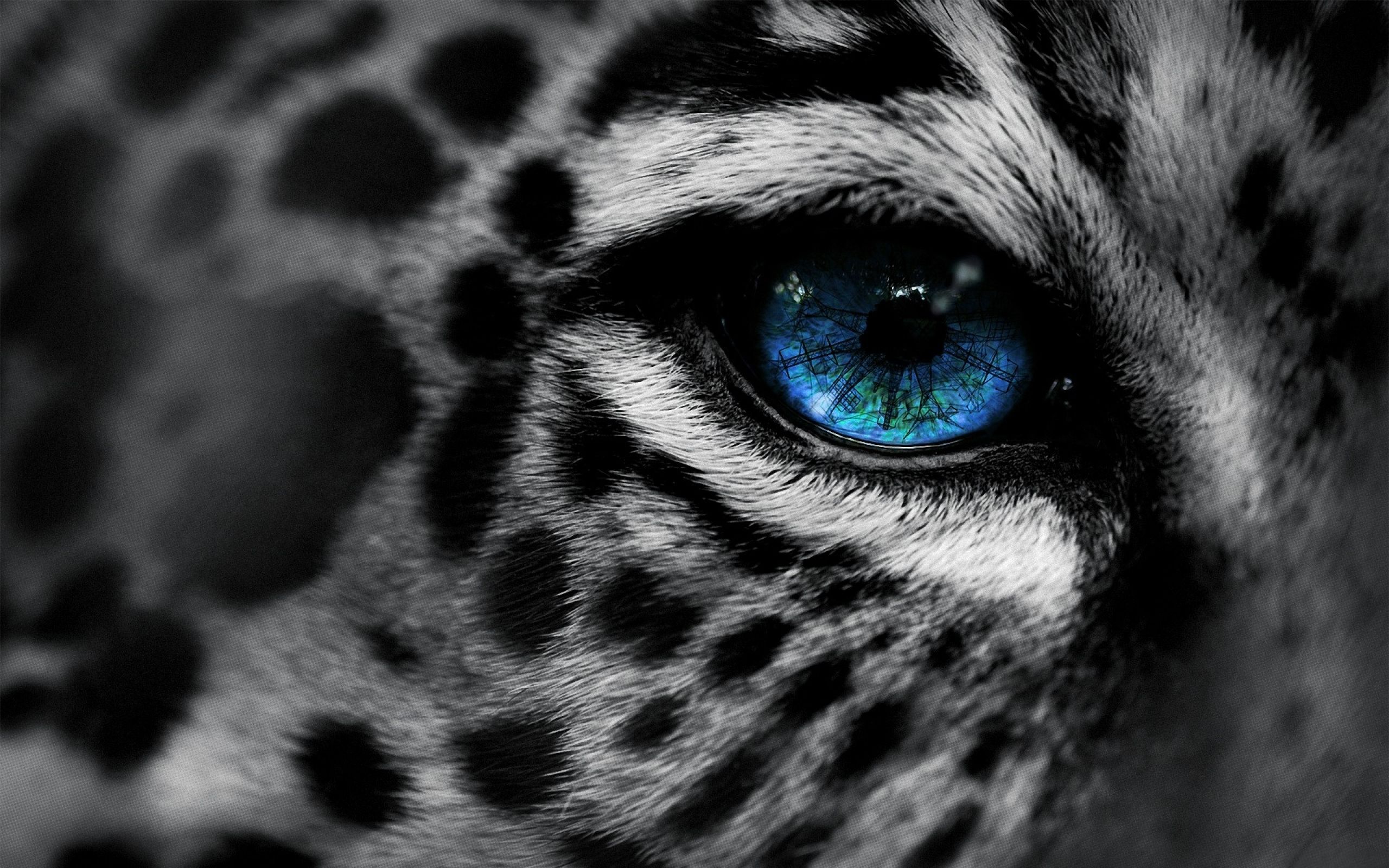 Tiger Eye wallpaper | Moxun