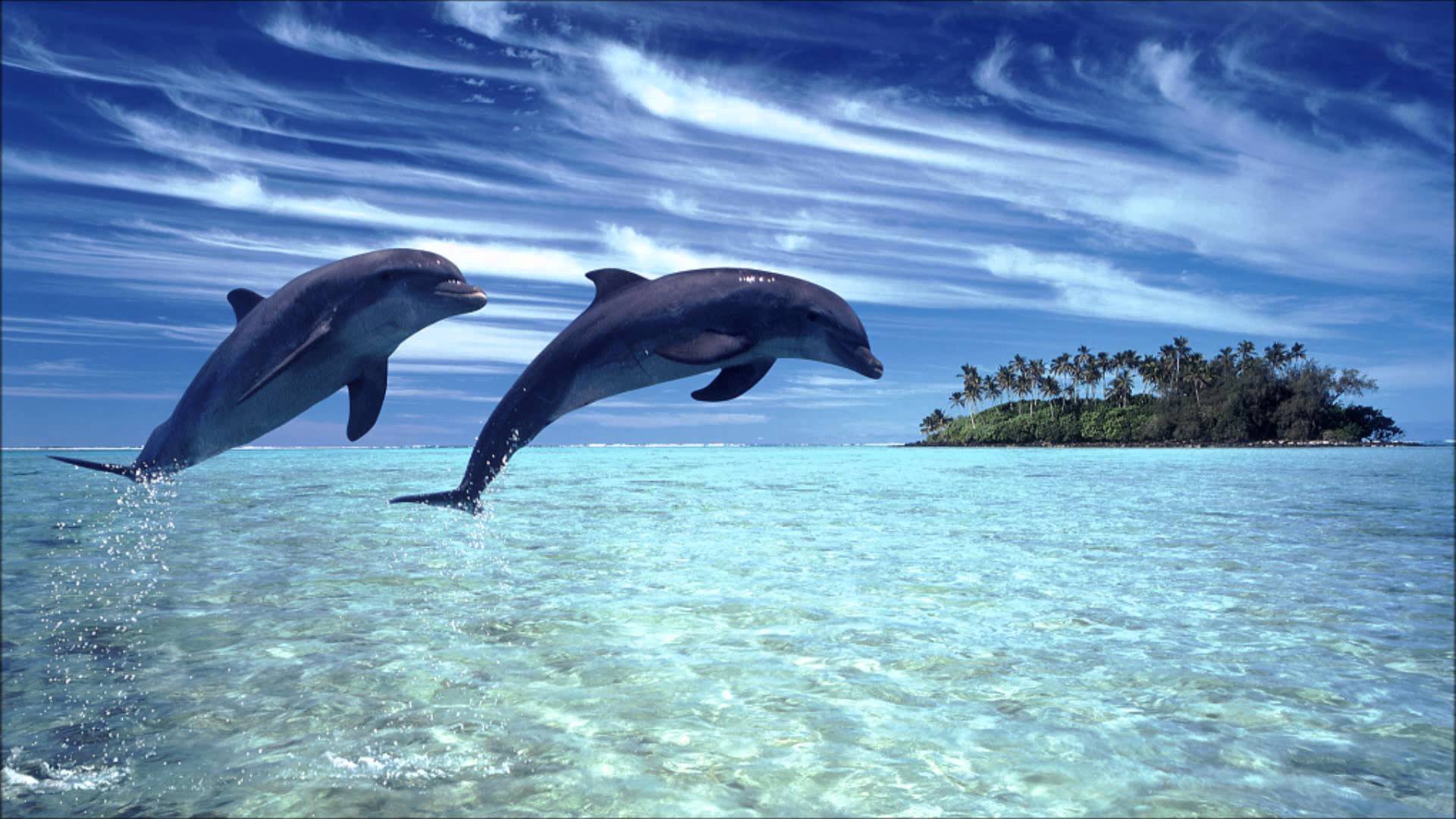 Dolphin Meditation Full HD - The Most Beautiful Relaxing Music ...