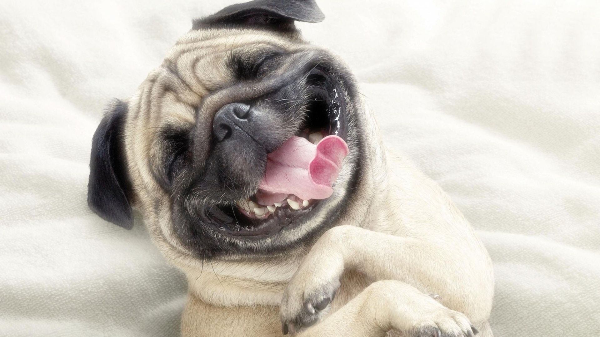 12 Cute Pug Dog Wallpapers Backgrounds HD | All Puppies Pictures ...
