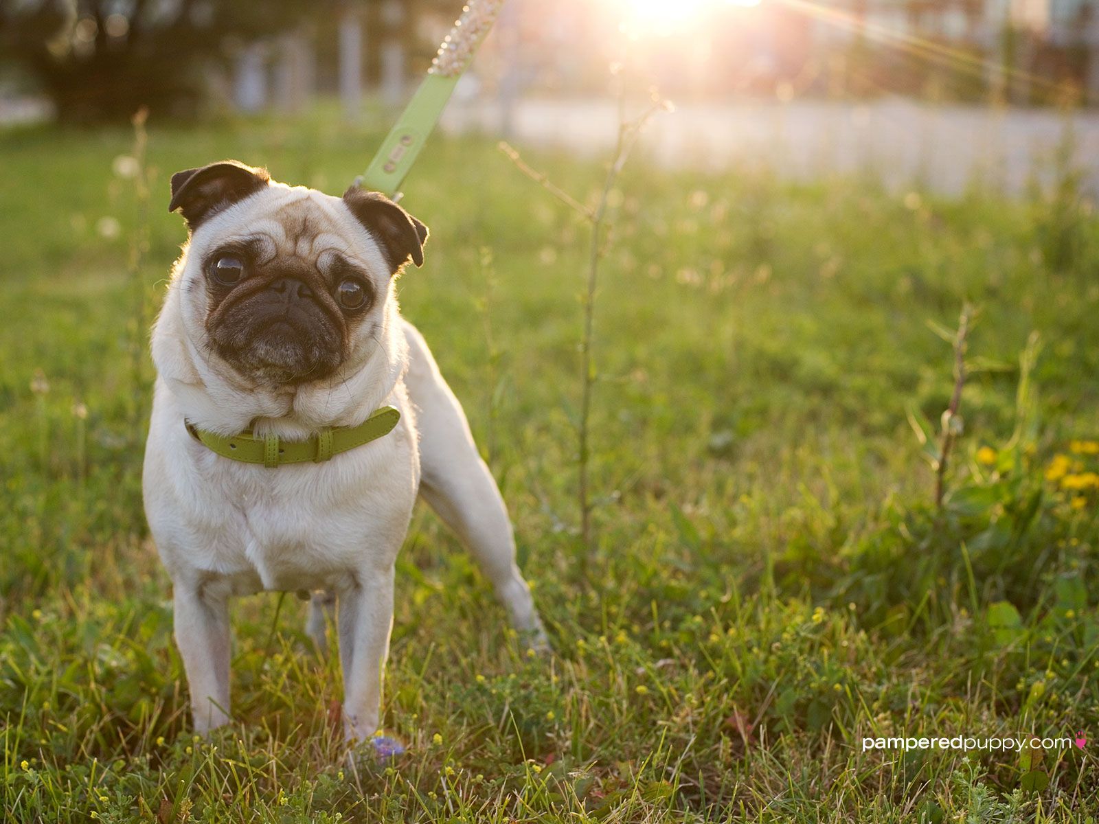 Pug at sunset | Doggy Desktops