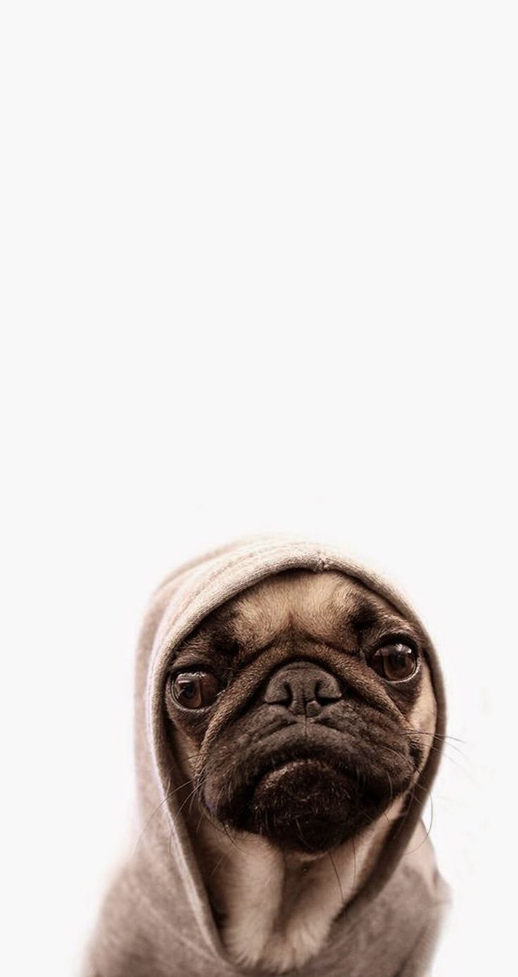 Cute pug. Tap for more Cute Pug Dog HD Wallpapers. - @mobile9 ...
