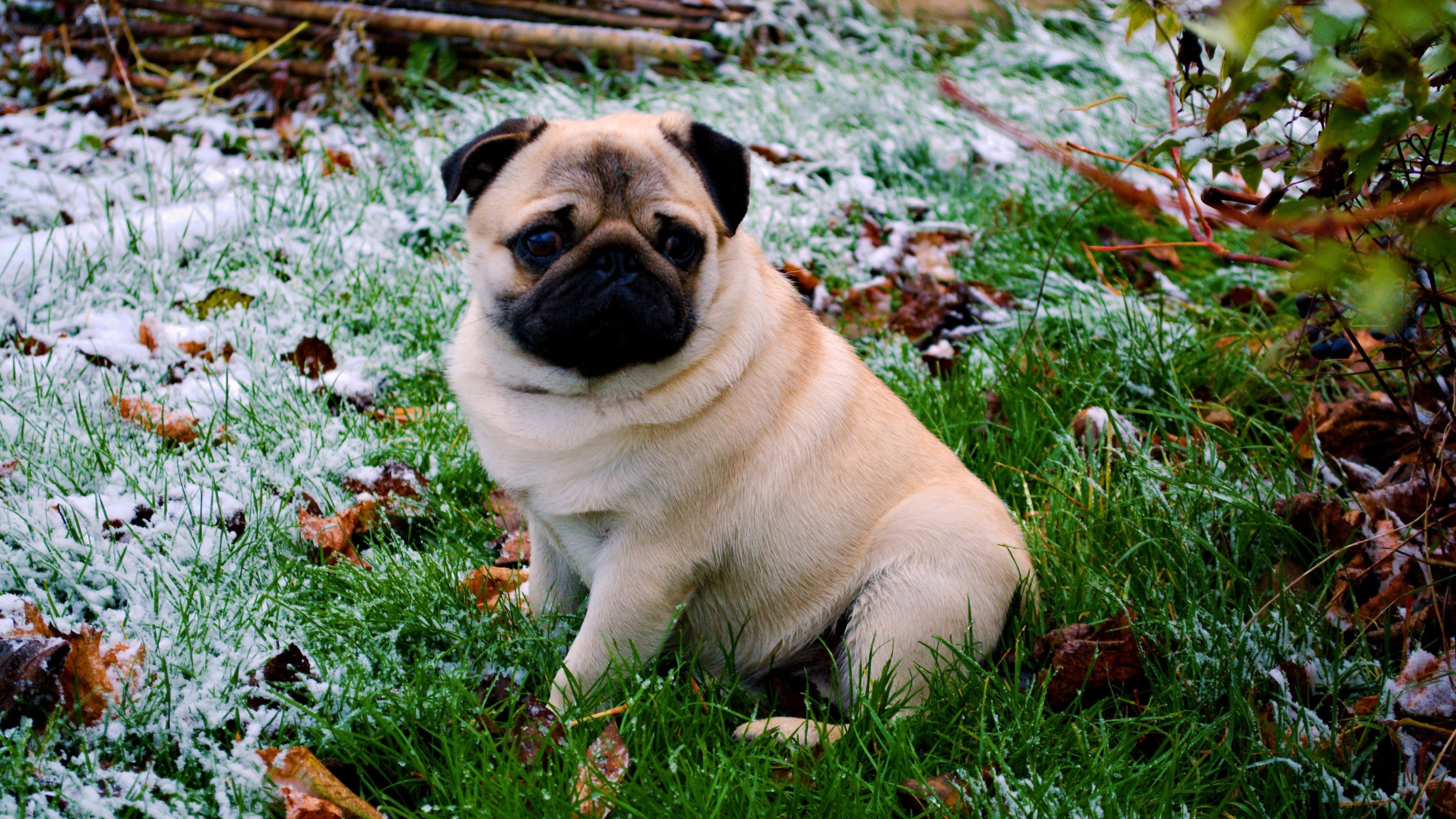 Dog breed Pug Wallpapers HD Backgrounds