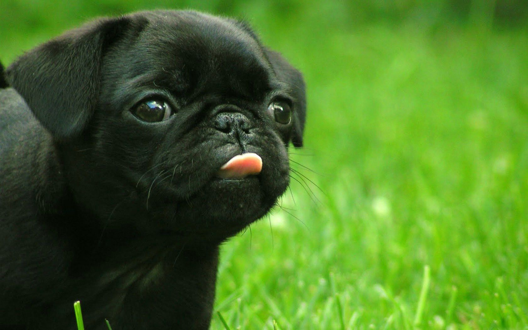 Download Free Pug Puppies Wallpaper - The Quotes Land