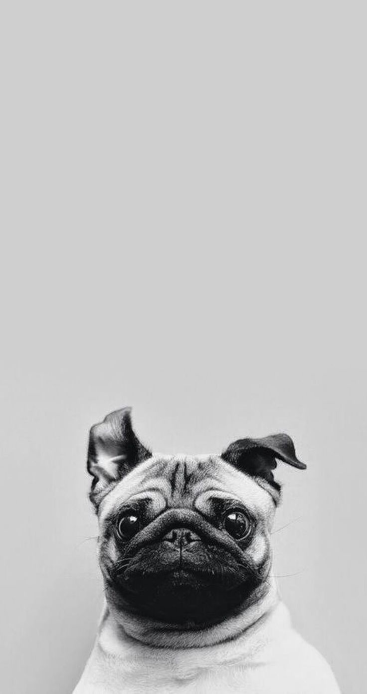 Cute Pug iPhone Wallpaper. Tap to see Collection of Cute Pug Dog ...