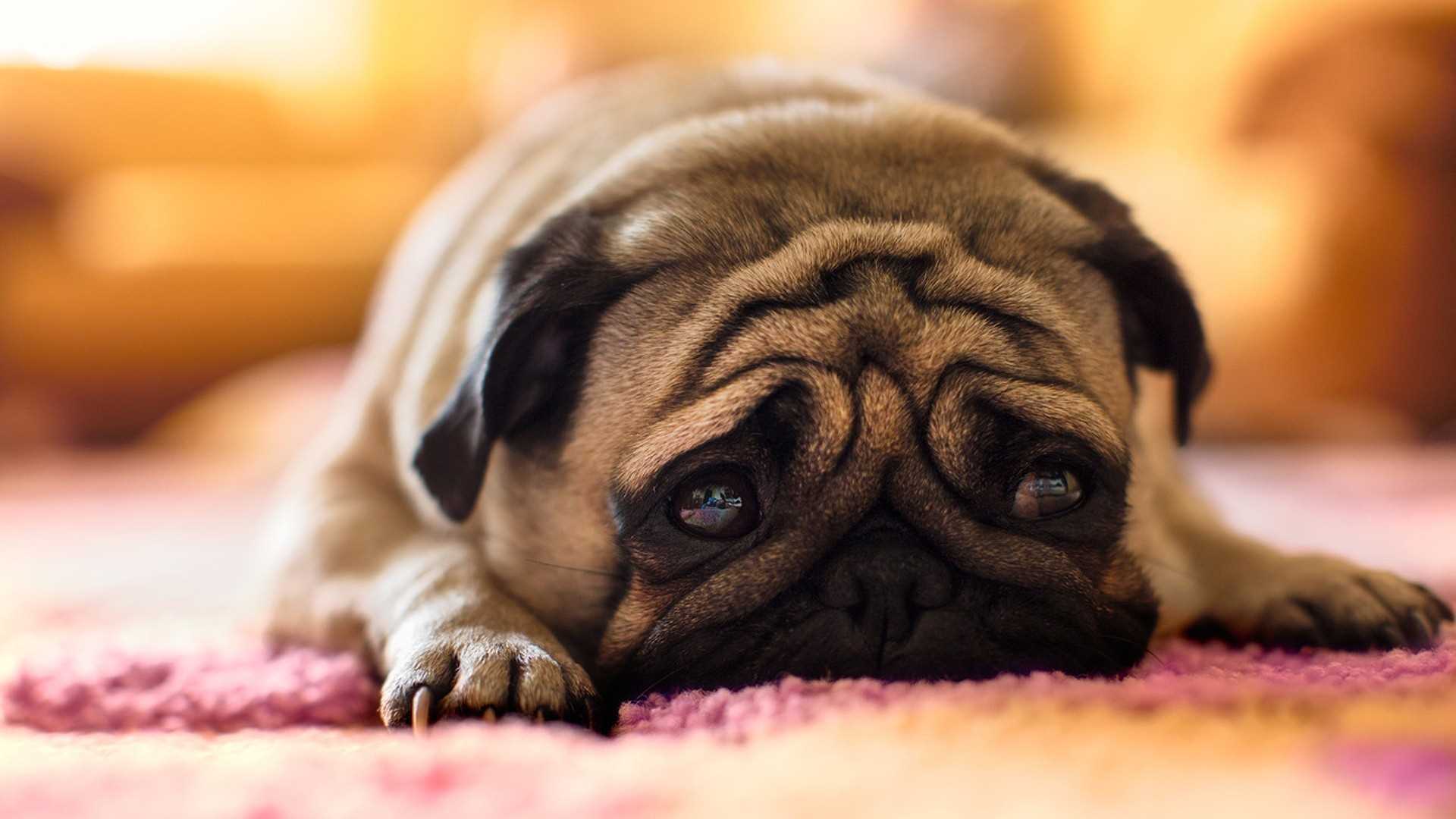 Pug Dog HD Wallpapers Best Collection - Pug Wallpaper