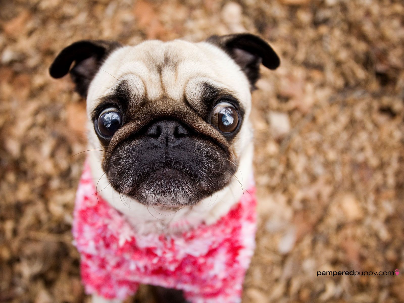 Curious pug in pink. - Dogs Wallpaper 13518555 - Fanpop