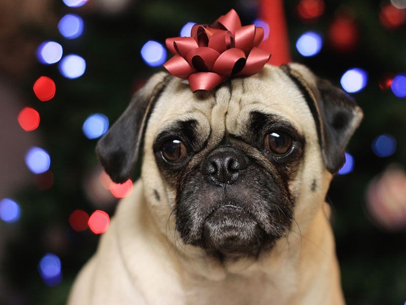 Cute pug dog with ornament on the head wallpaper