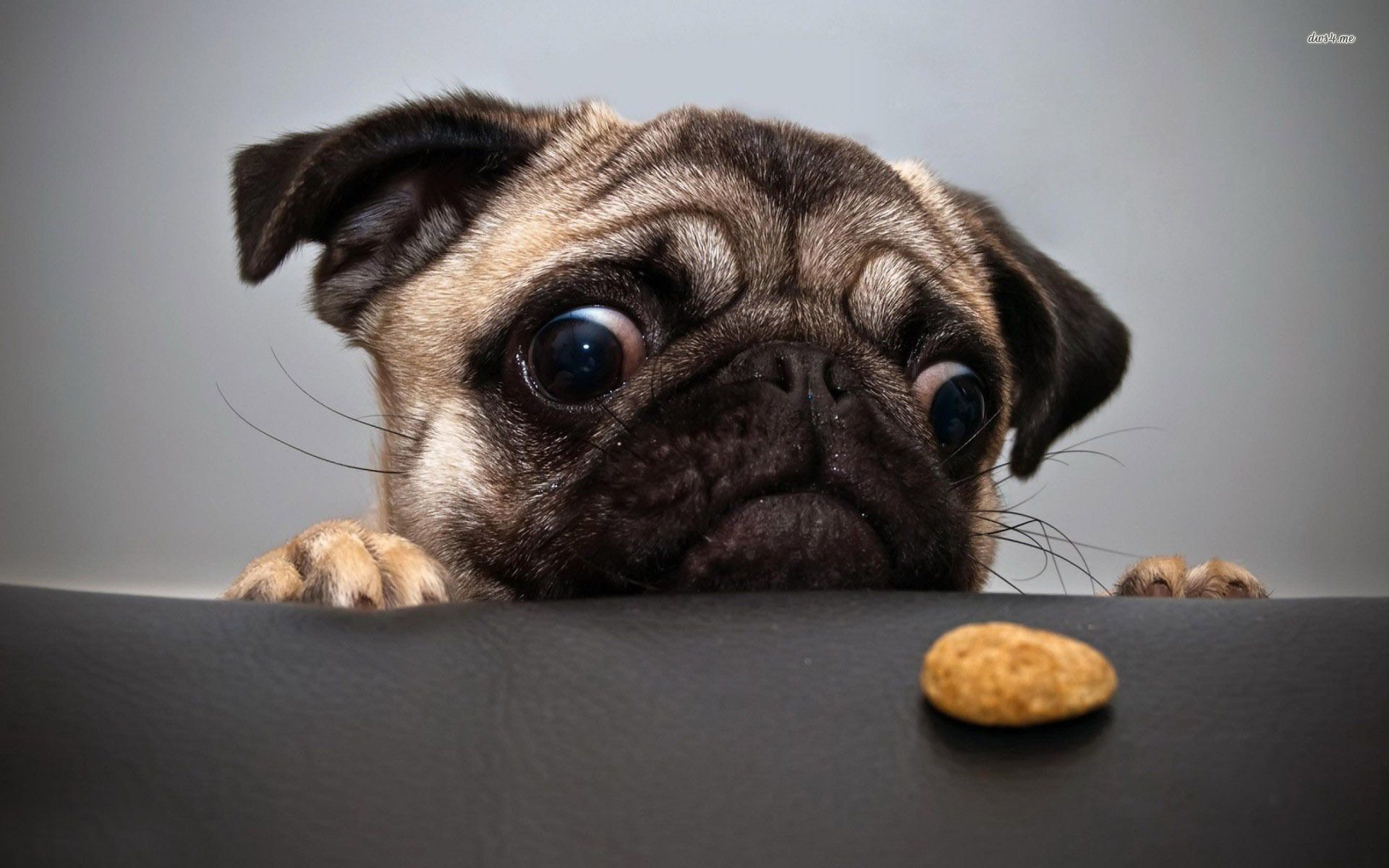 Pug wanting the cookie wallpaper - Animal wallpapers