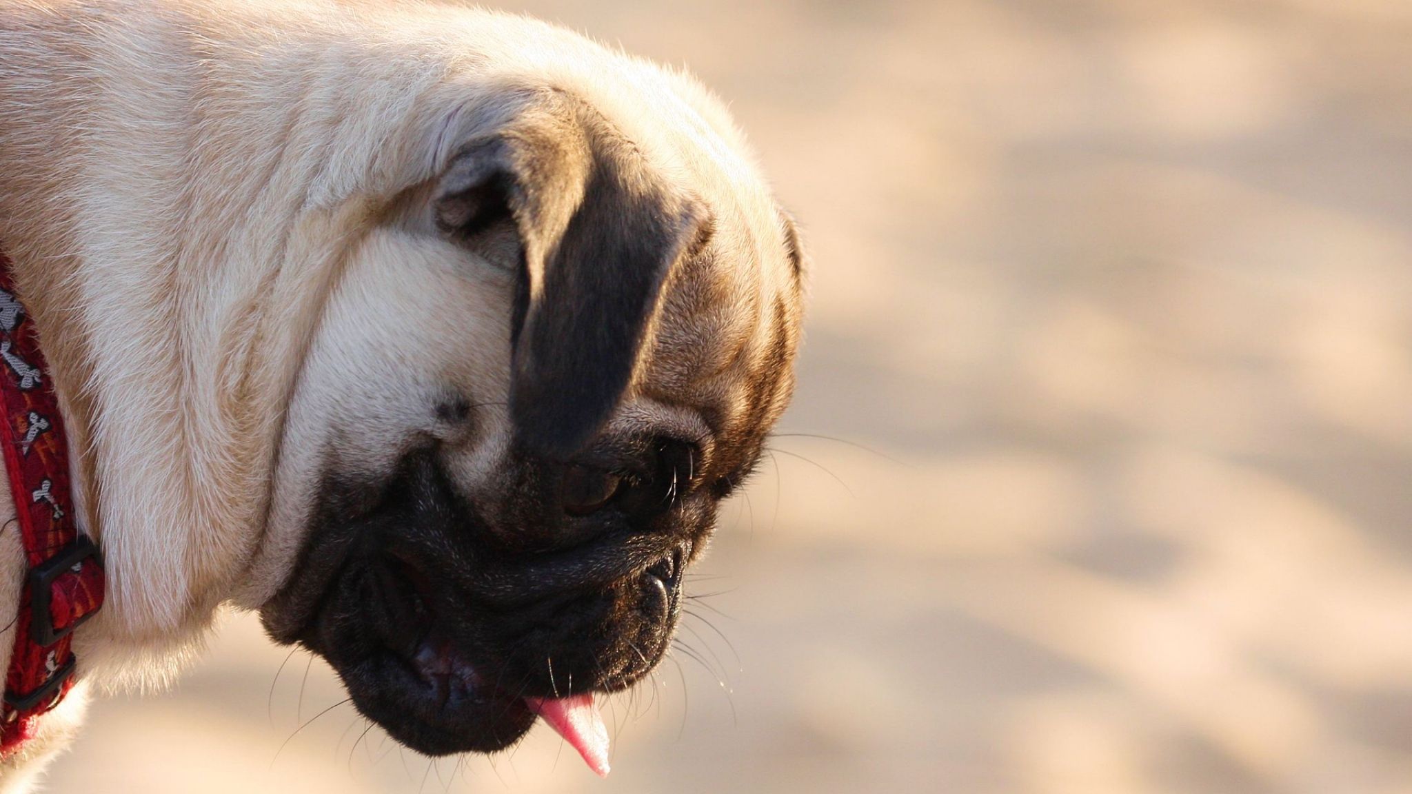 Download Wallpaper 2048x1152 Pug, Dog, Face, Profile HD HD Background