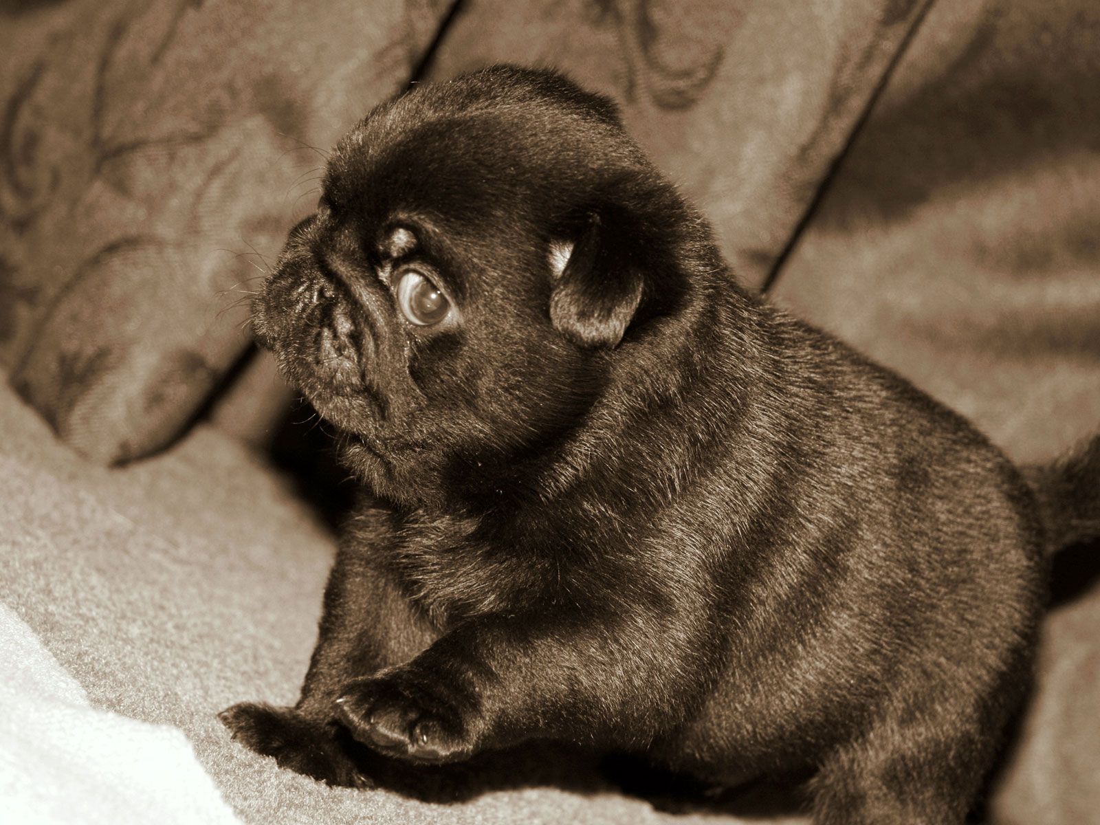 Black, Puppy, Of, Pug, Dog, High, Definition, Widescreen ...