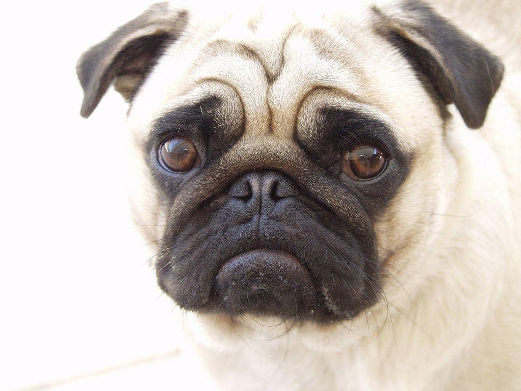 Pug Dog Wallpapers - Android Apps and Tests - AndroidPIT