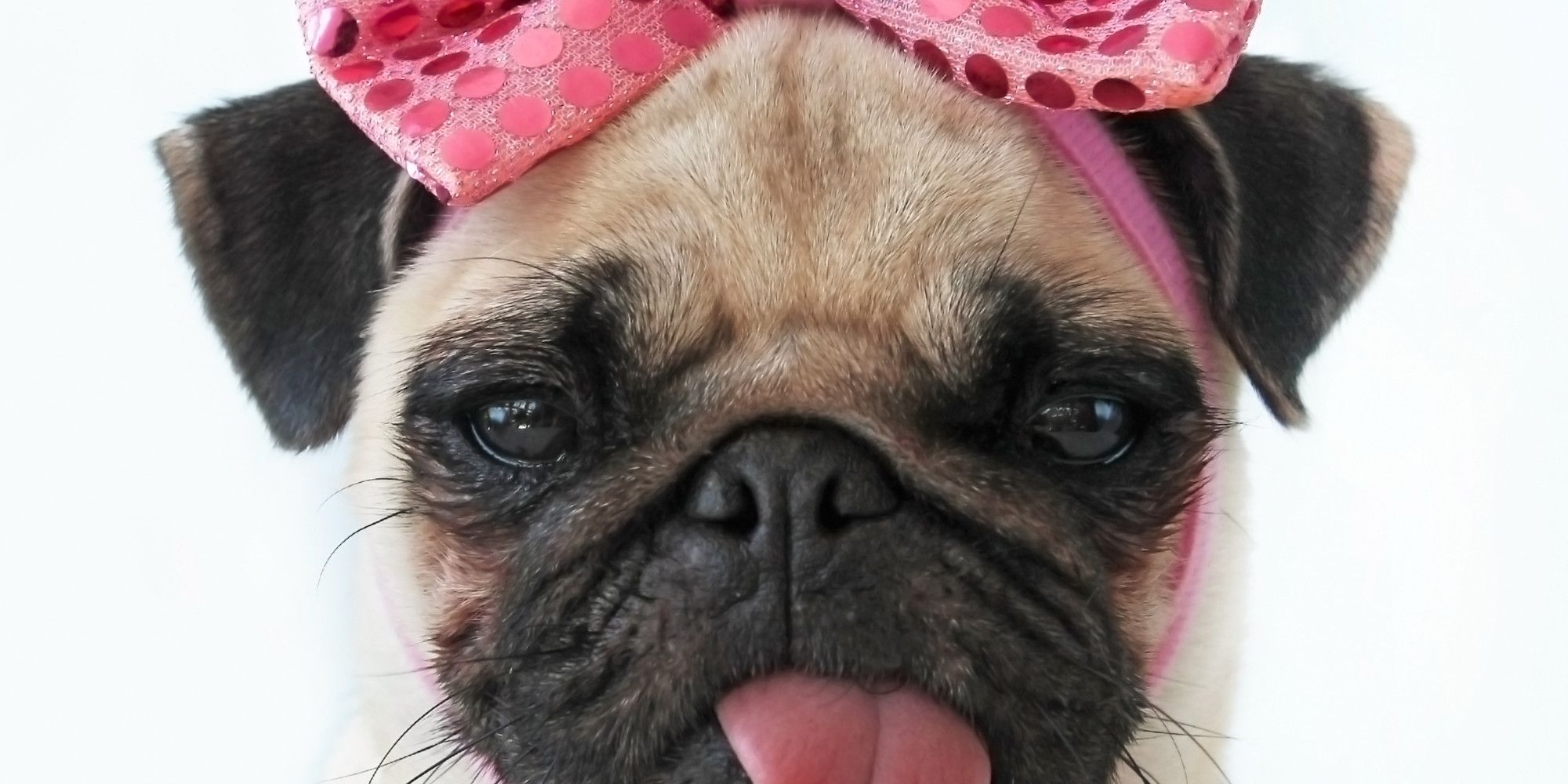 Cute Pug dog with rose bow photo and wallpaper. Beautiful Cute Pug ...