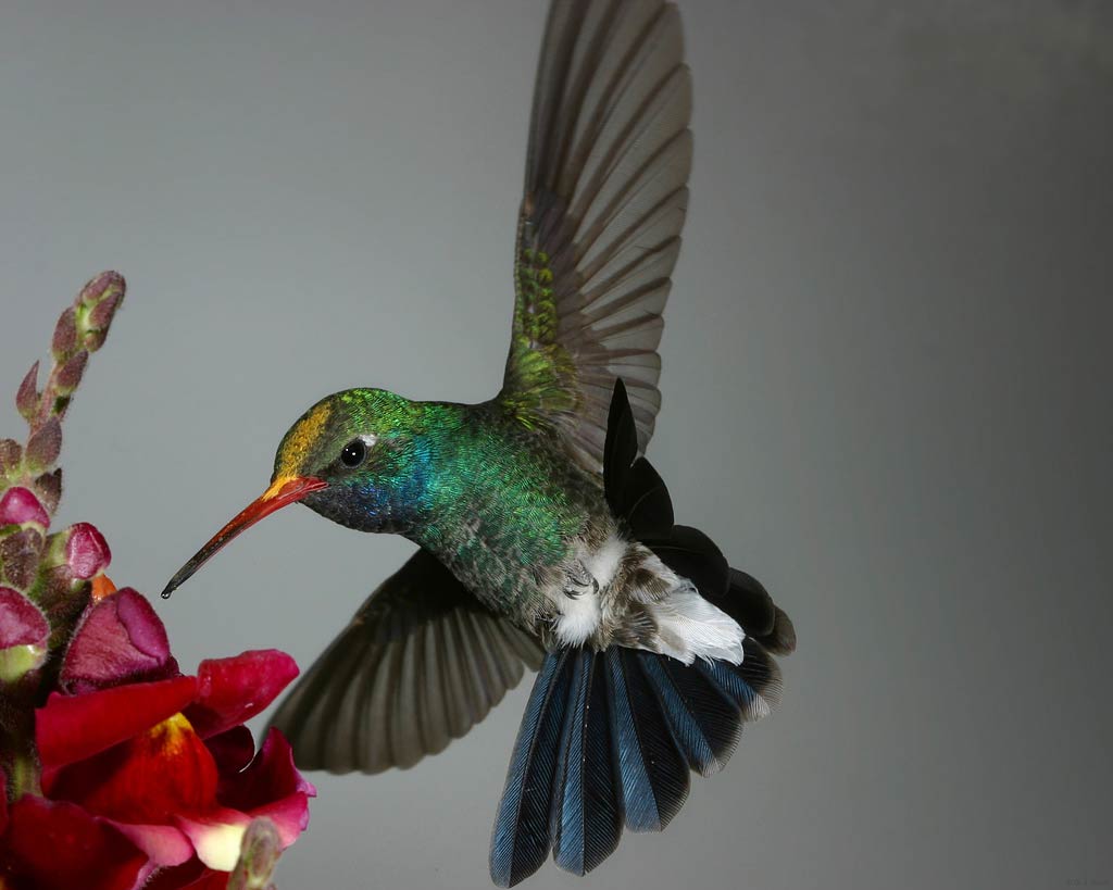 Free Hummingbird Wallpaper - Animals Town