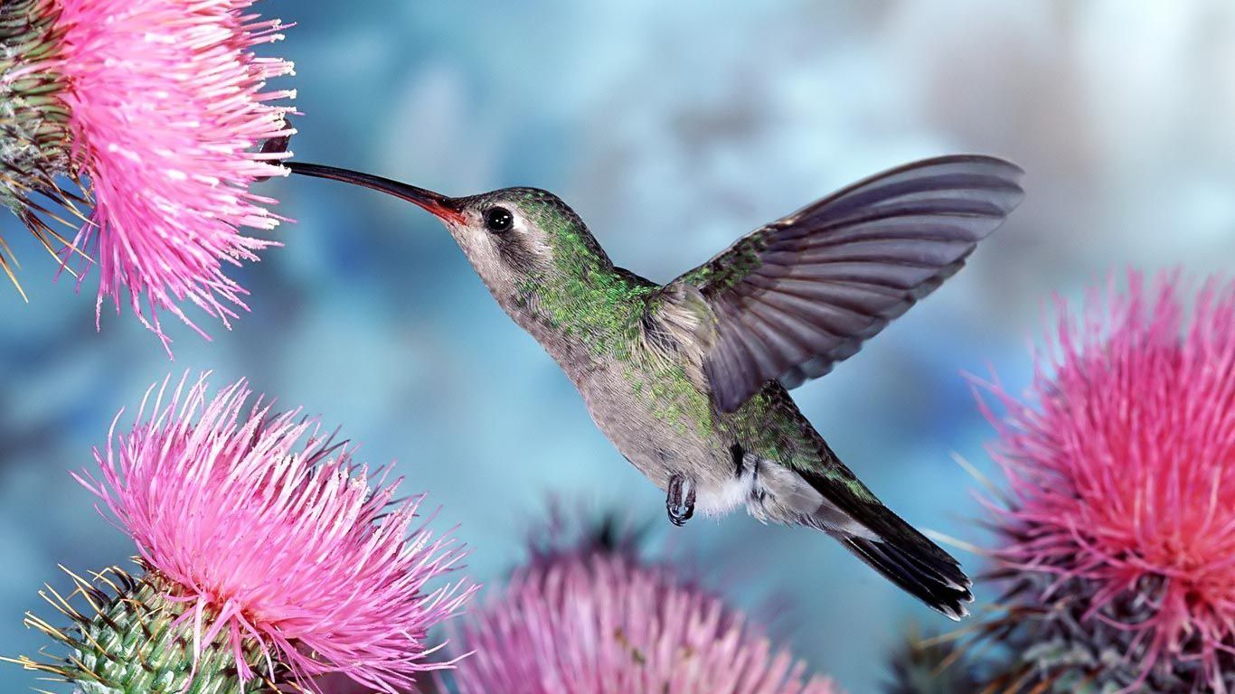 Free Hummingbird Wallpapers