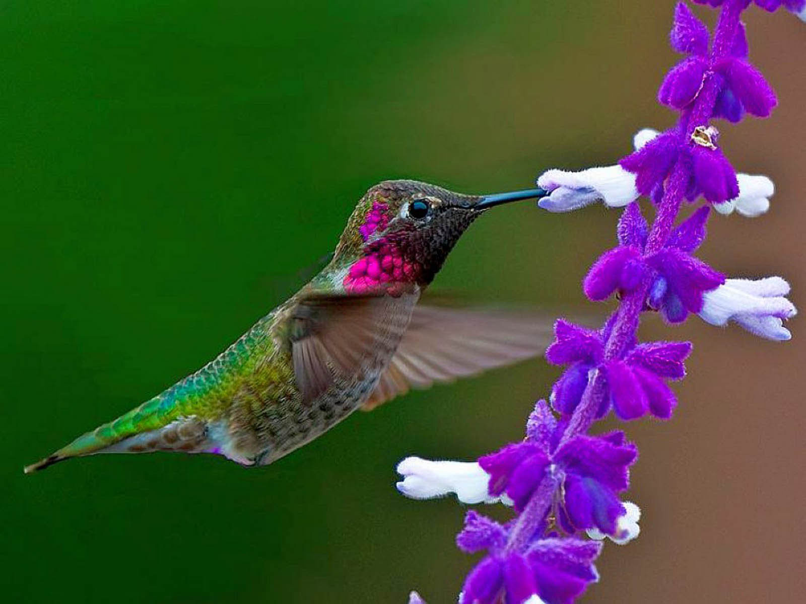 52 humming bird wallpapers free 1080p HD Backgrounds 2014 450