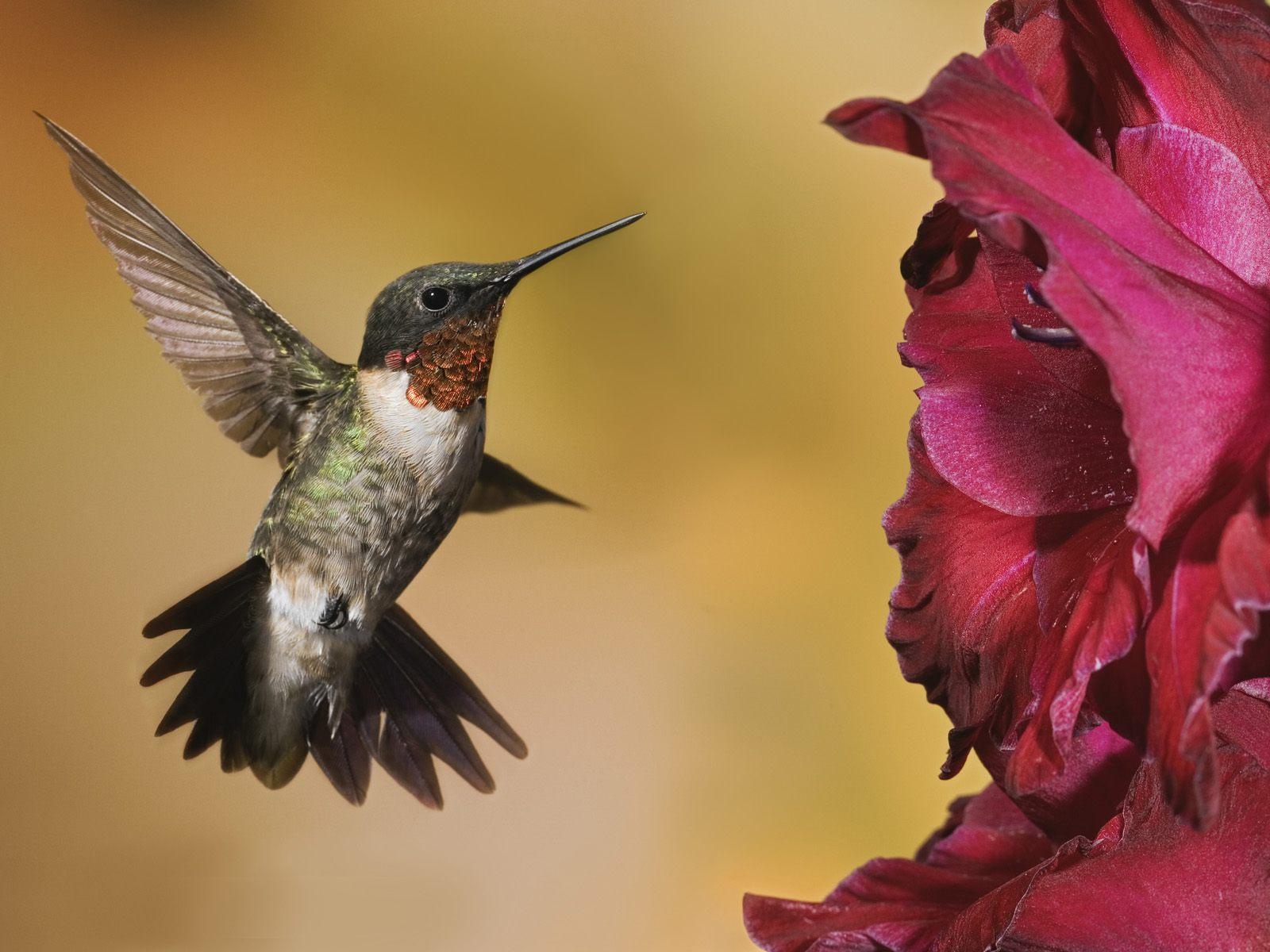 HUMMINGBIRD The Nectar Hunter - Virtual University of Pakistan
