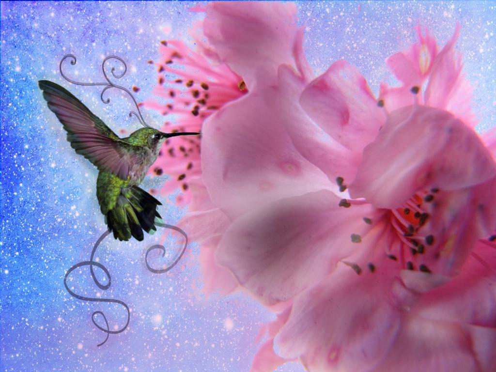 HummingBird Wallpapers HD Pictures One HD Wallpaper Pictures