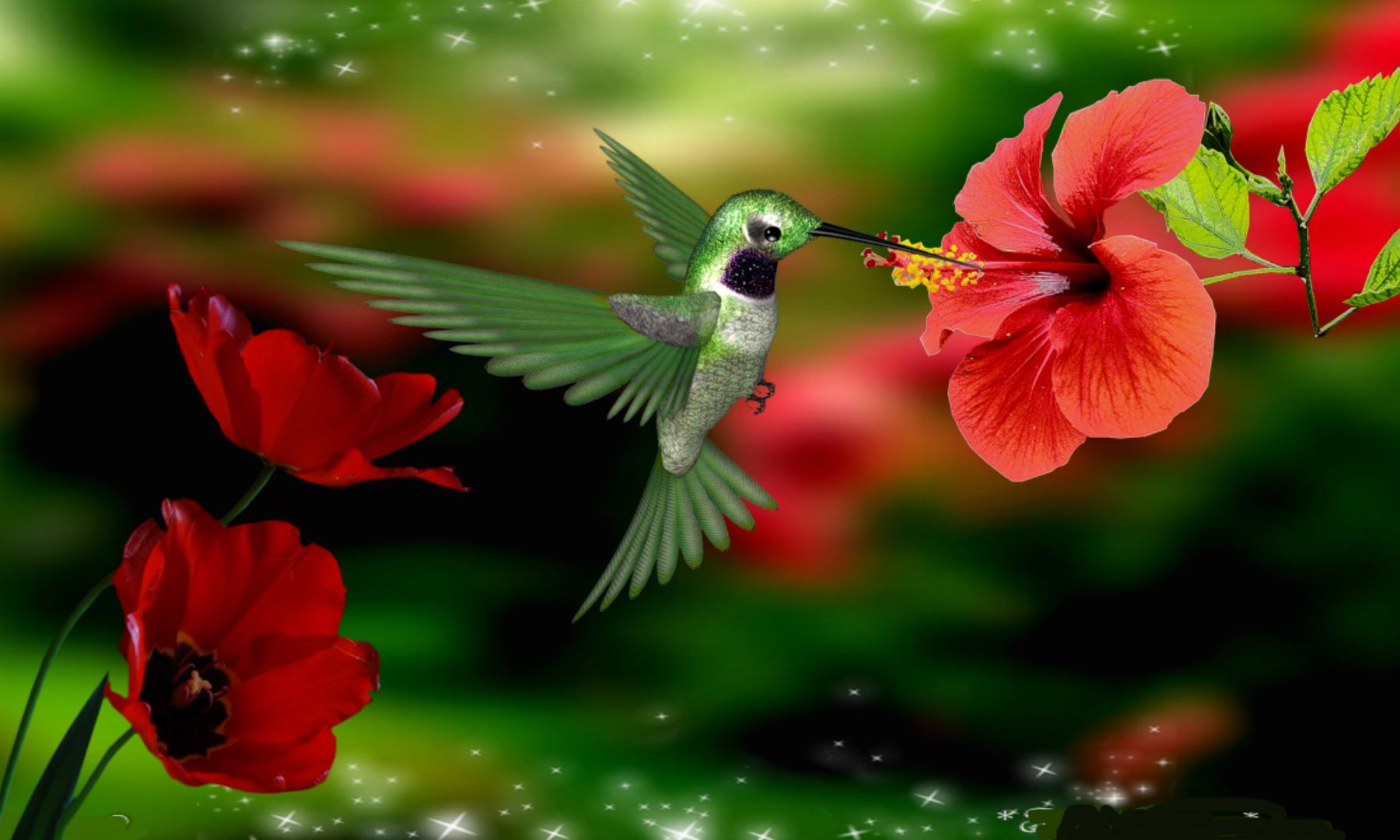 10 with: Hummingbird Hummingbird HD Wallpaper Hummingbird ...
