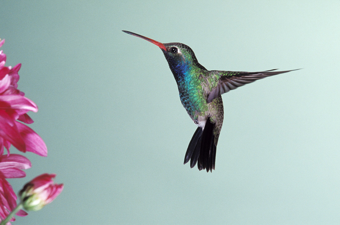 Hummingbird Photos Free - Wallpaper HD Base