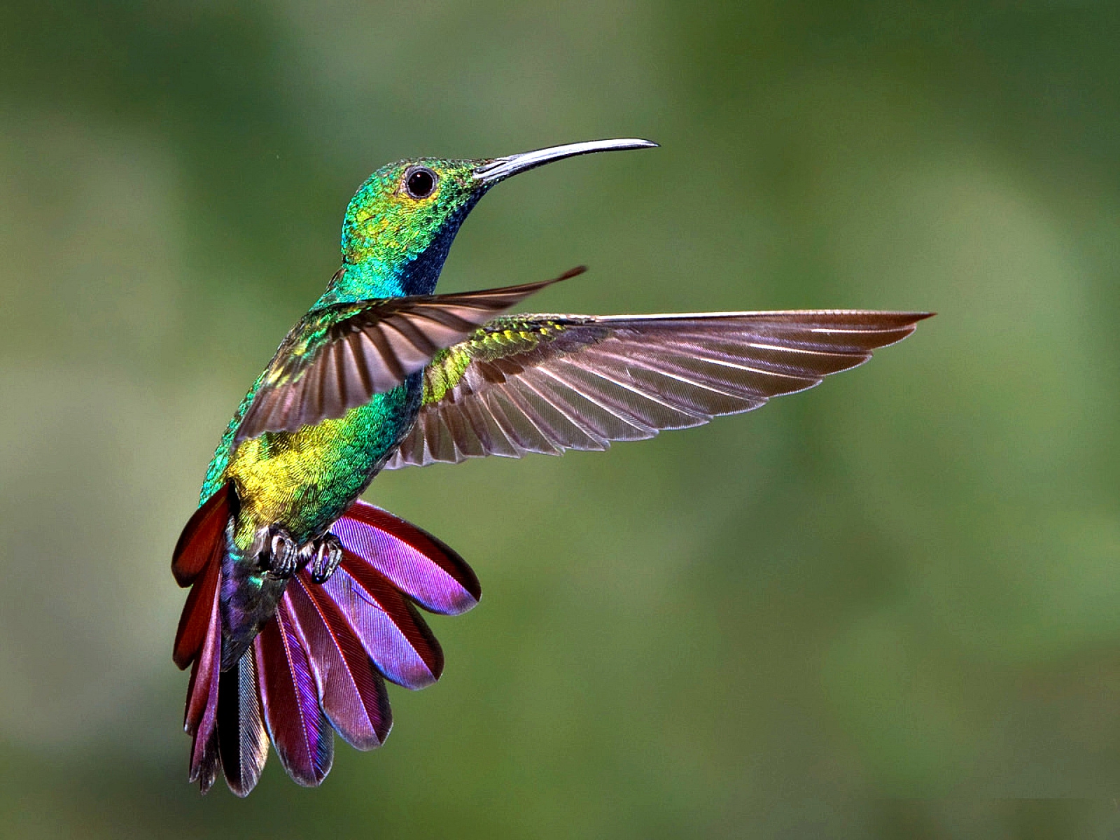 Birds Hummingbird Freeze Frame Colorful Flight Tumblr ...