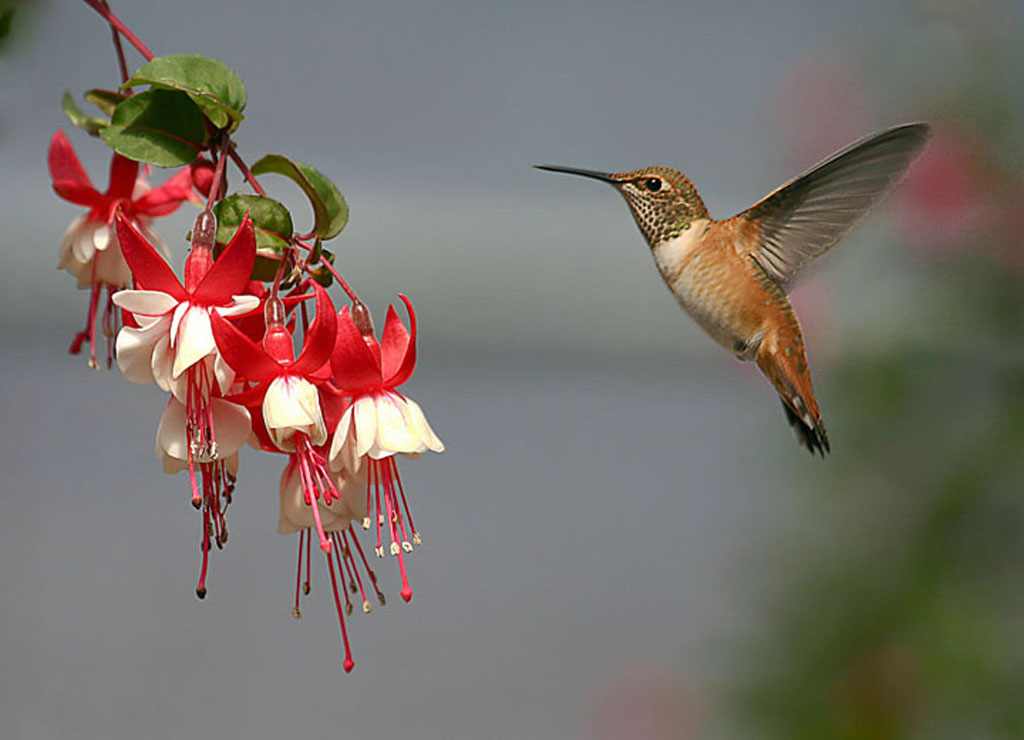 colourful hummingbird birds | Free Best Wallpaper
