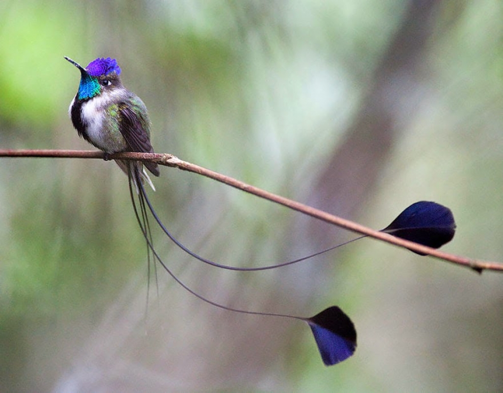 Blue Hummingbird Animals Birds Feathers Hummingbirds Birds Free ...