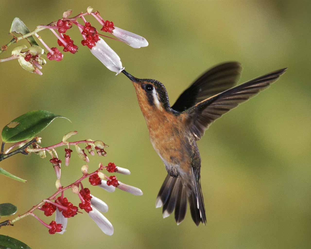 Hummingbird Photo and Picture 21 | Free Download HD Desktop Wallpapers