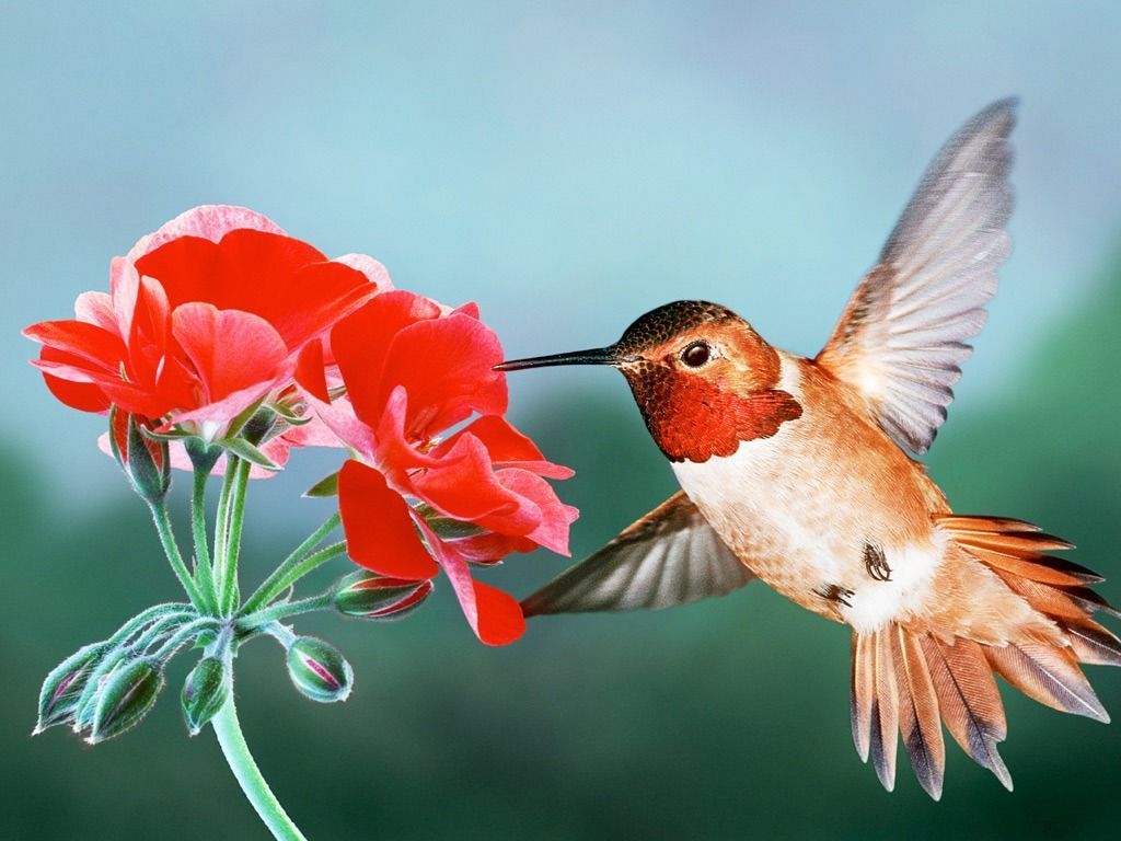 Hummingbird in Winter Live HD Wallpaper HQ Pictures, Images