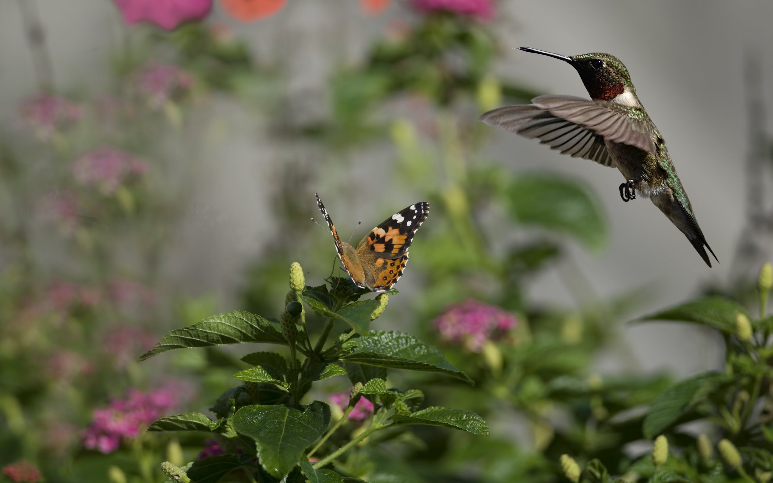 hummingbird and flower Archives - Wallpaper HD Free Wallpaper in ...