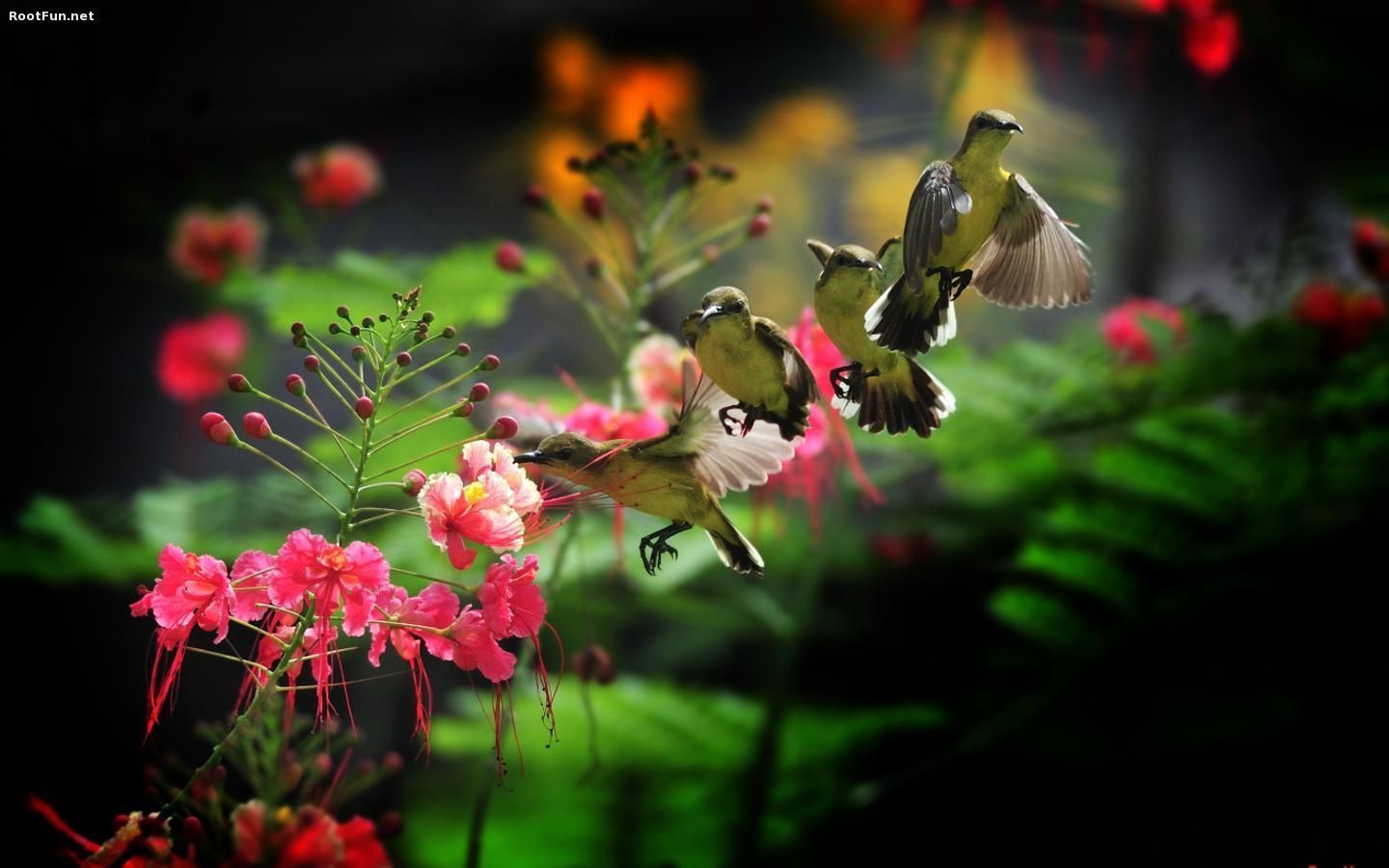 Hummingbird wallpaper | 1440x900 | #40164