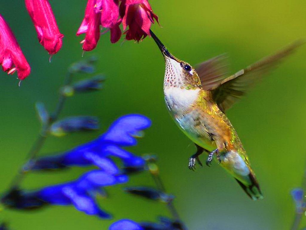 HummingBird Wallpapers HD Pictures | One HD Wallpaper Pictures ...