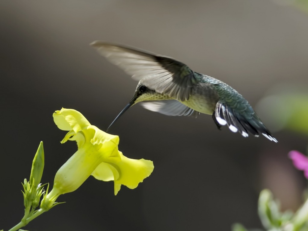 HummingBird Wallpapers HD Pictures | One HD Wallpaper Pictures ...