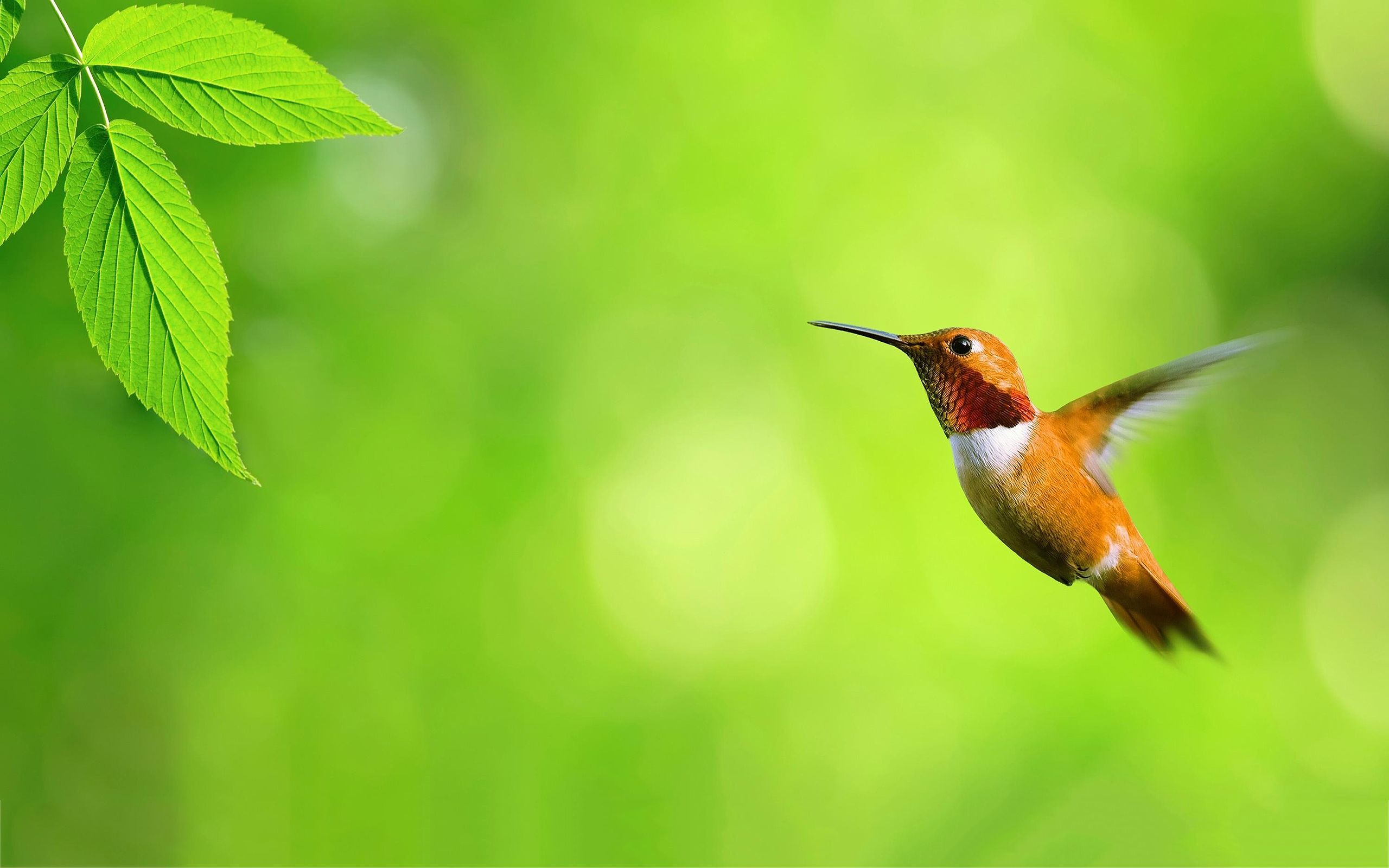 Hummingbird Wallpapers | Pictures