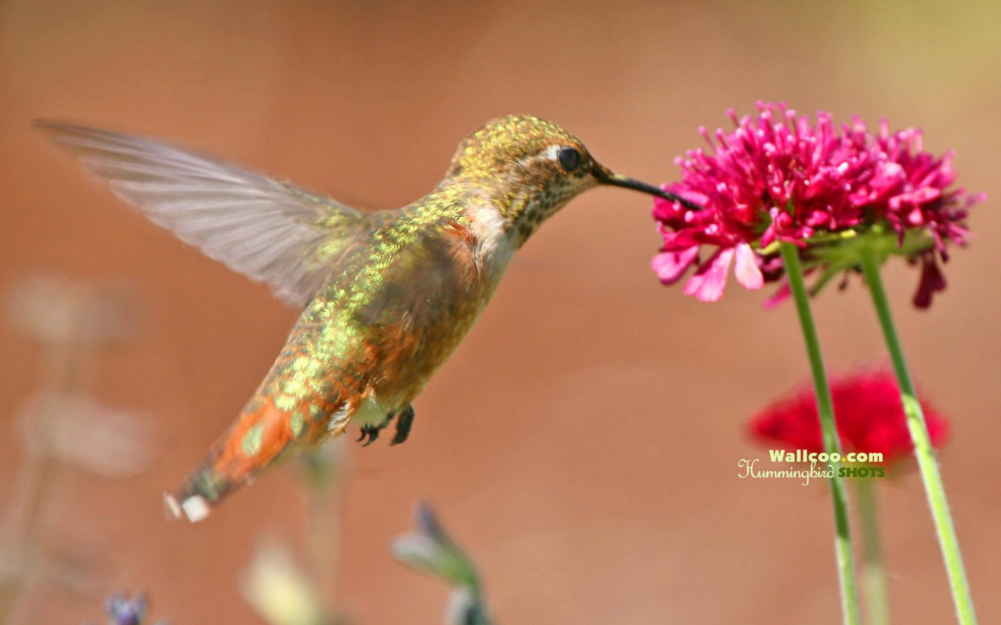 Pictures Of Hummingbirds And Flowers - Wallpaper HD Wide