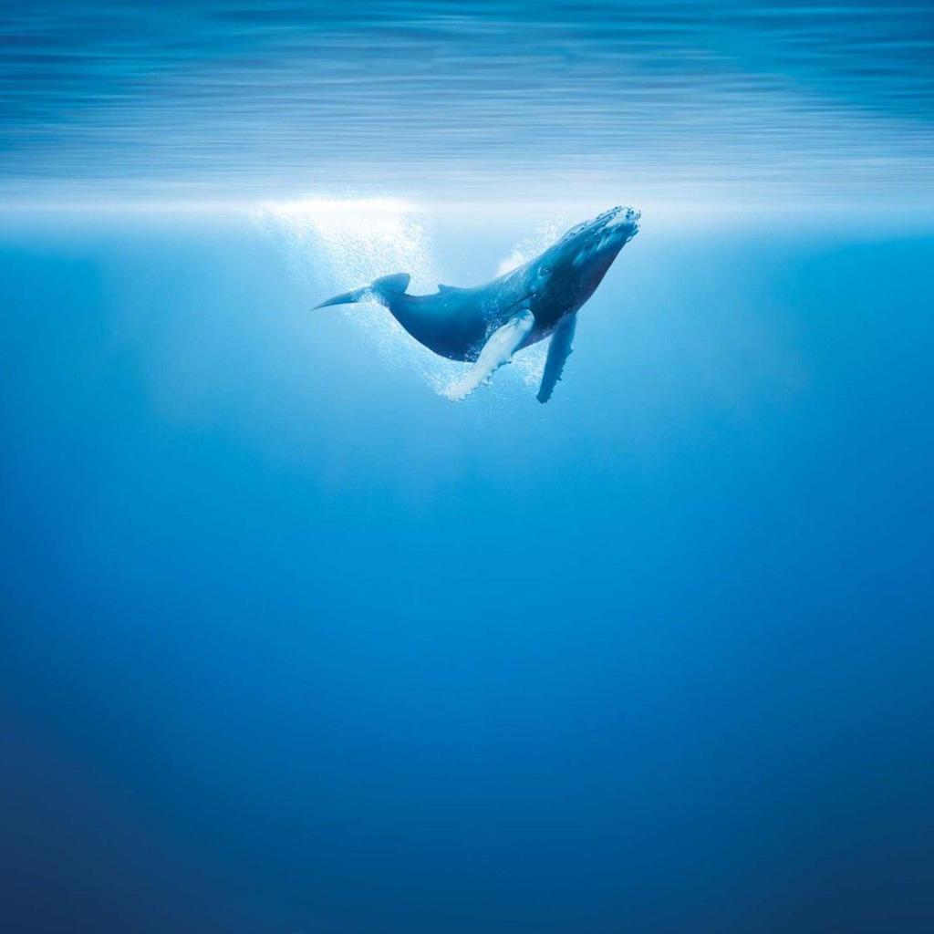 Blue Whale Wallpapers