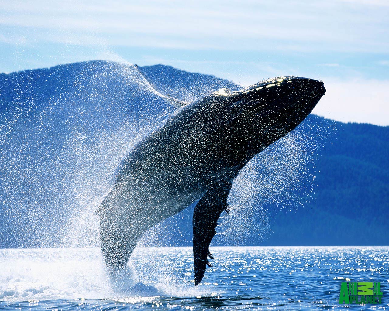 Free Blue Whale Wallpaper download - Animals Town