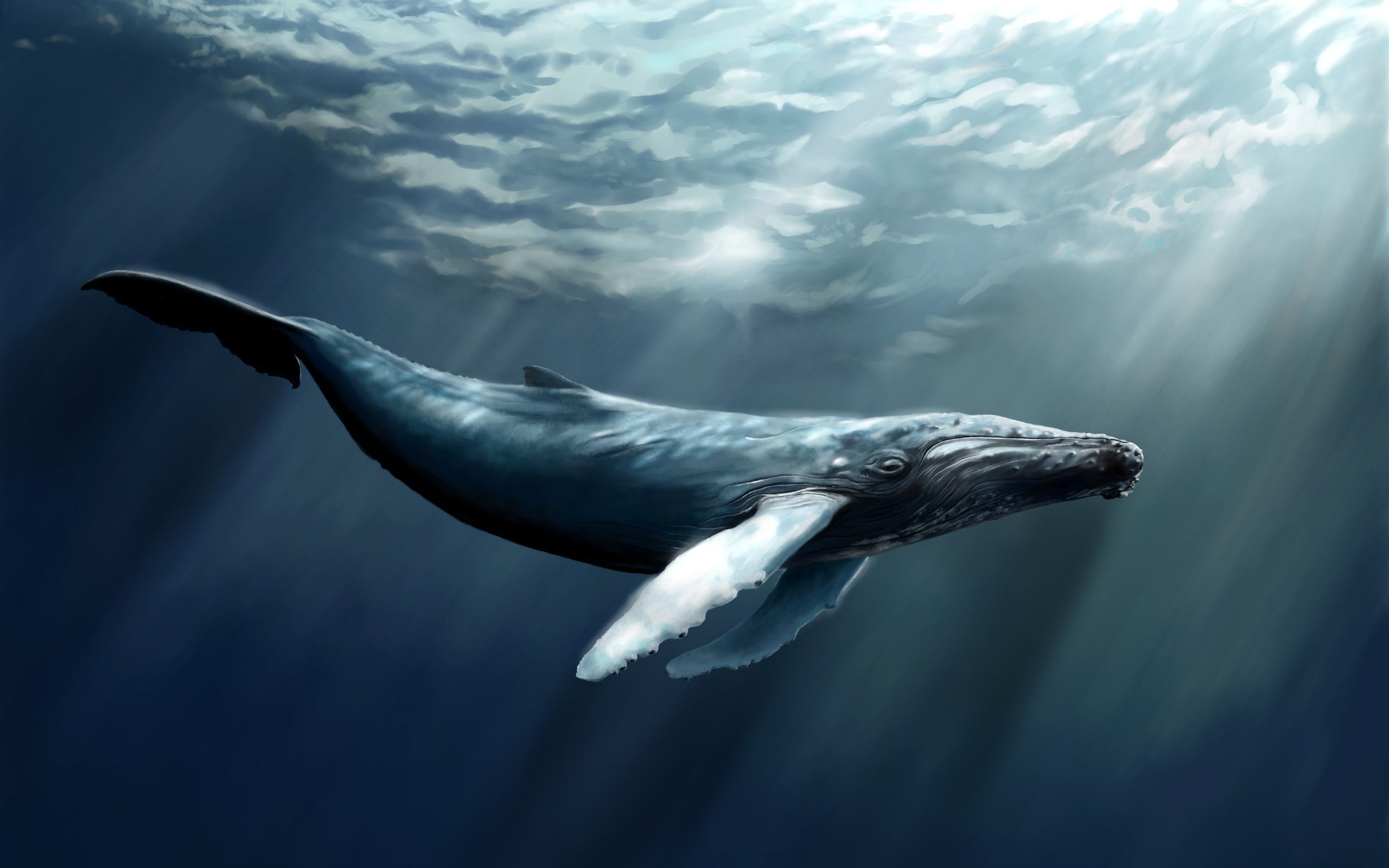 Whale Wallpaper HD Full HD Pictures