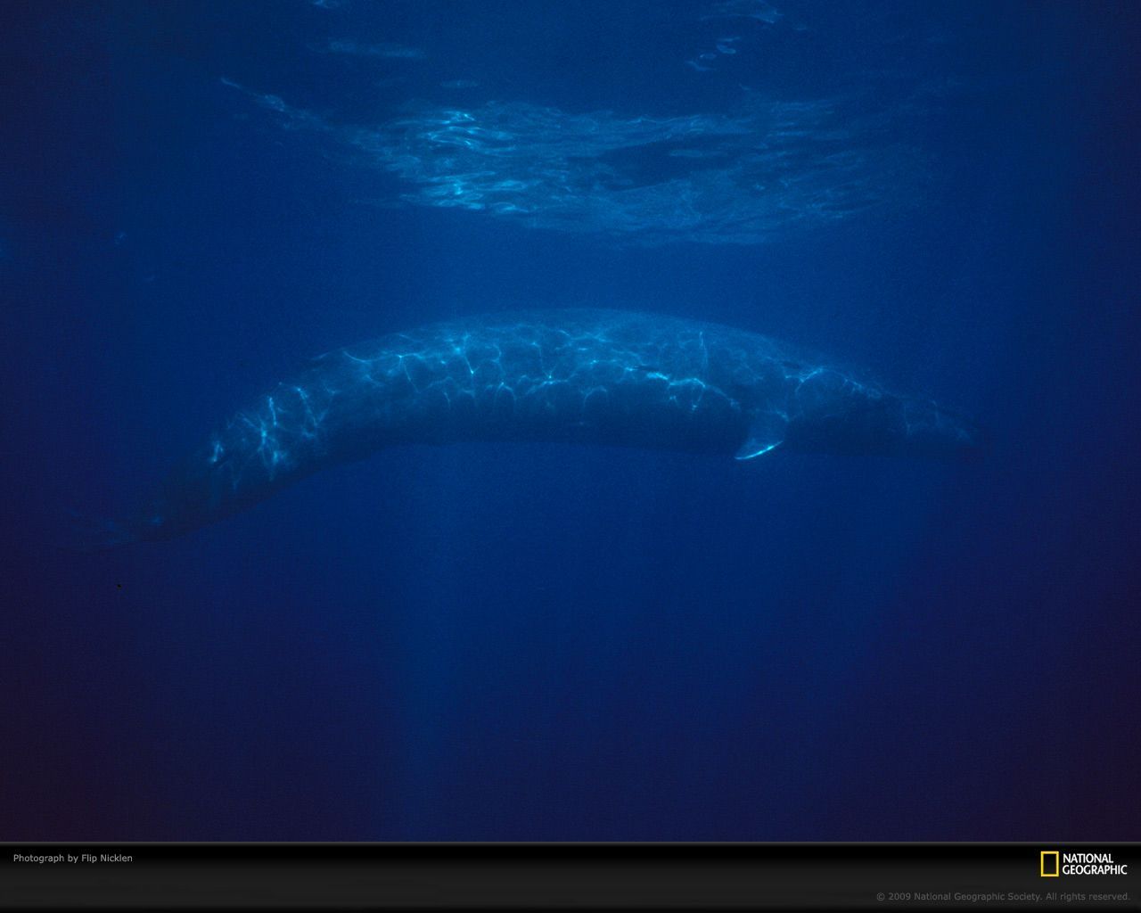 Blue Whale Picture, Blue Whale Desktop Wallpaper, Free Wallpapers ...