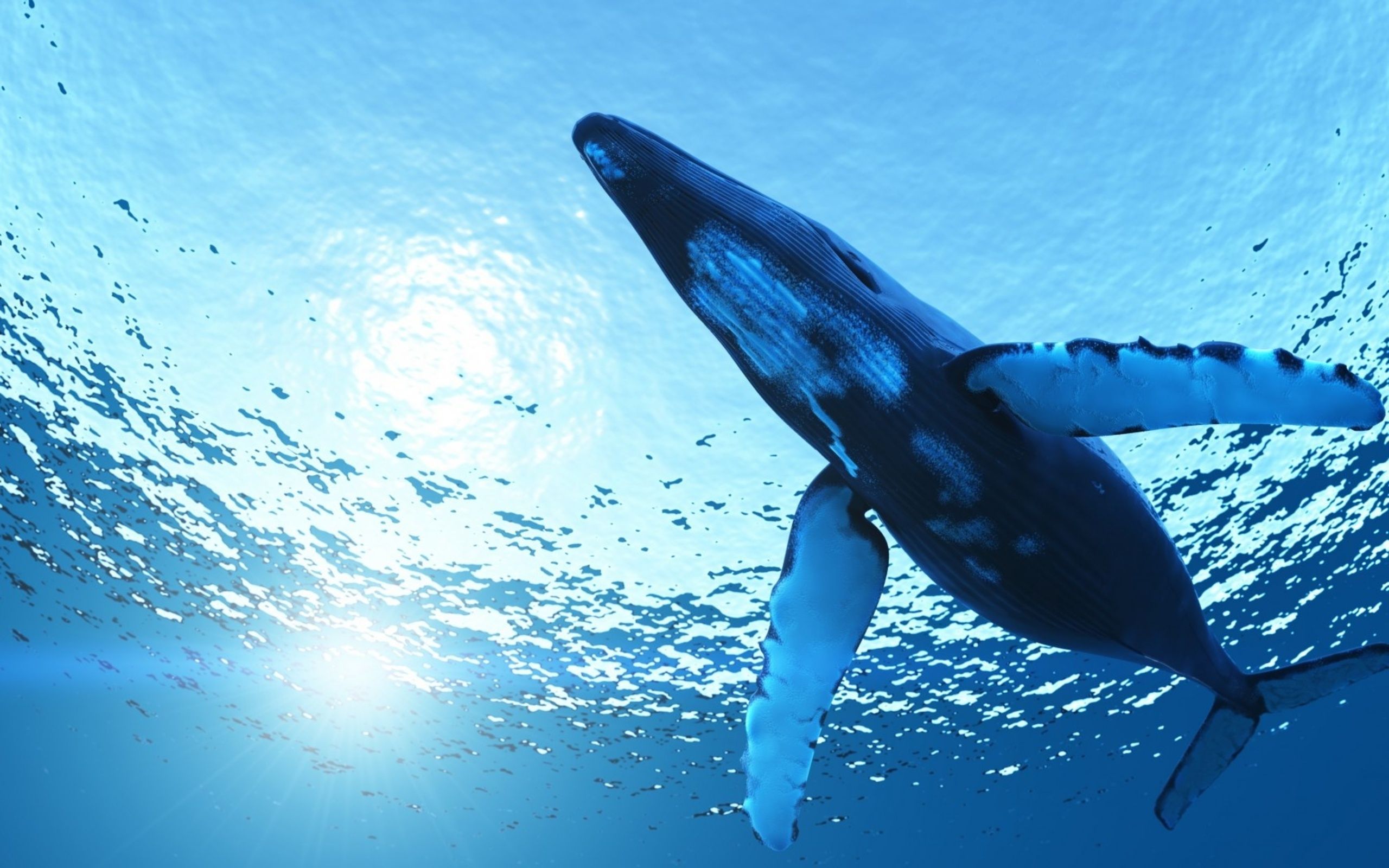 World Whale Day Is Going To Be A Splash - FuzFeed