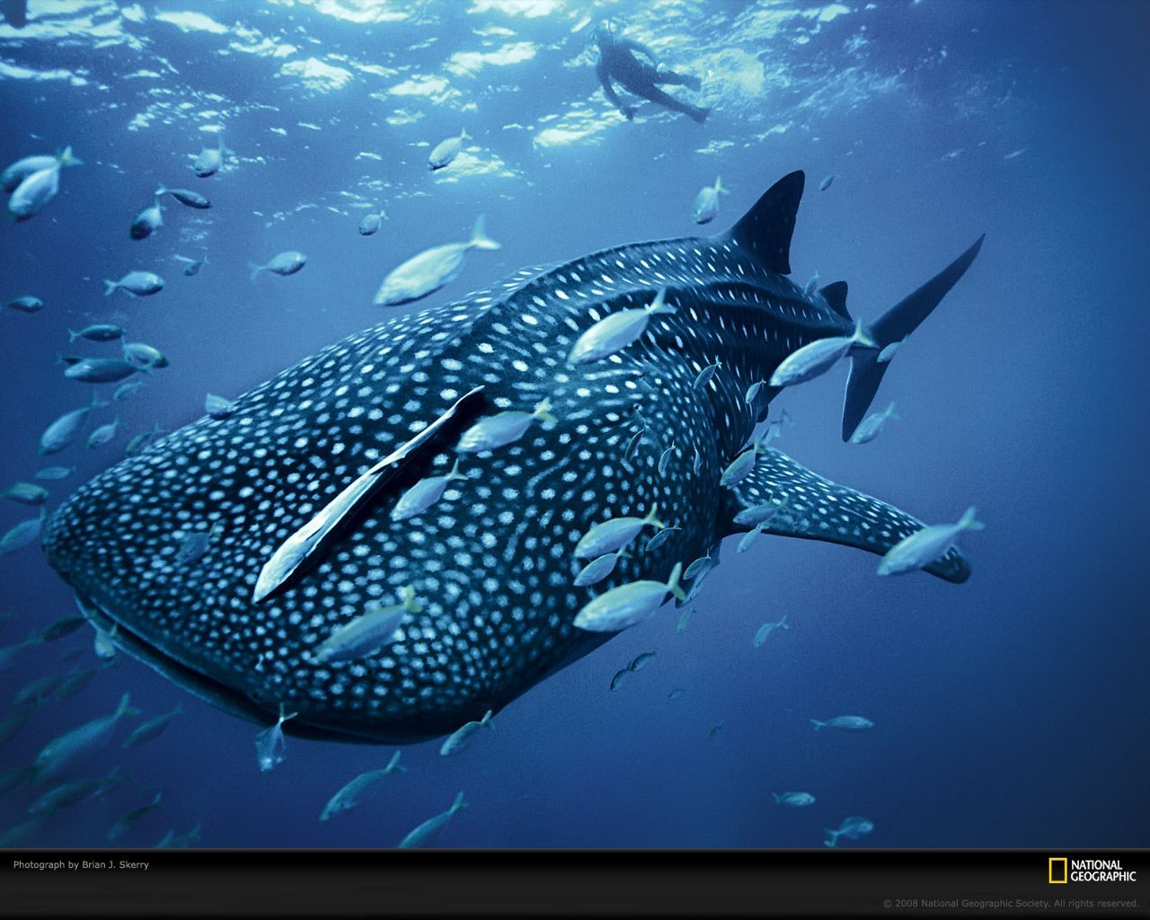 Whale Shark Photo, Life in Color: Blue Wallpaper, Download, Photos ...