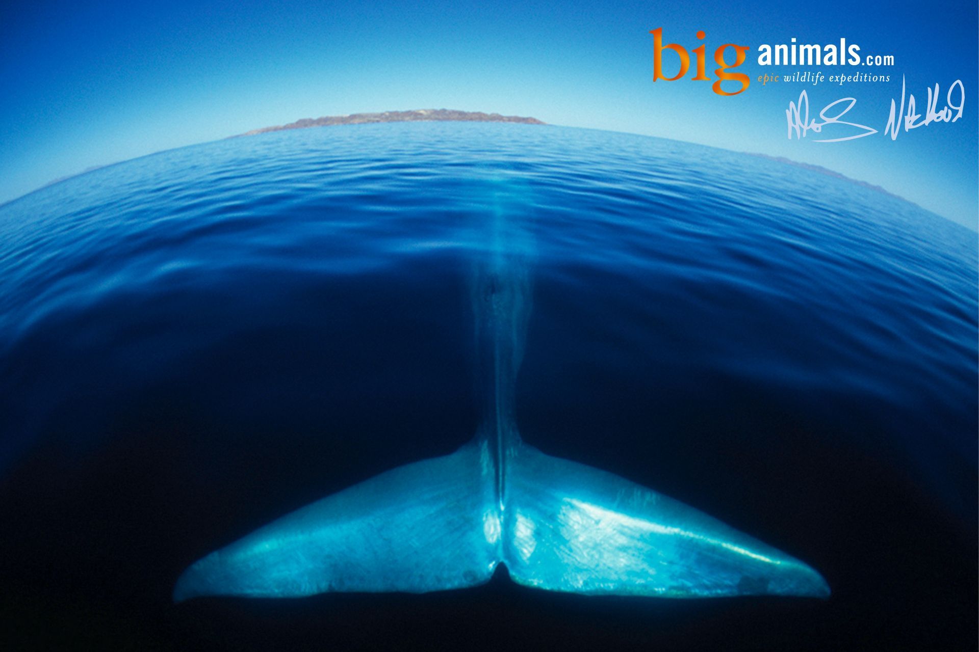 Blue Whale Cool Wallpapers 12028 - Amazing Wallpaperz