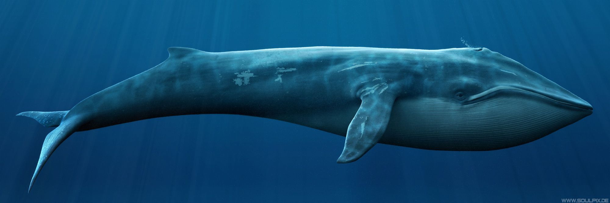 Blue Whale 6 - High Definition Widescreen Backgrounds