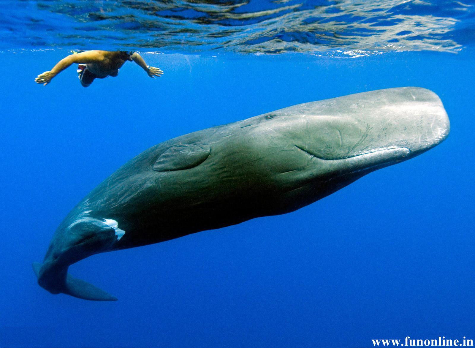 Humpback Whale Vs Blue Whale - wallpaper