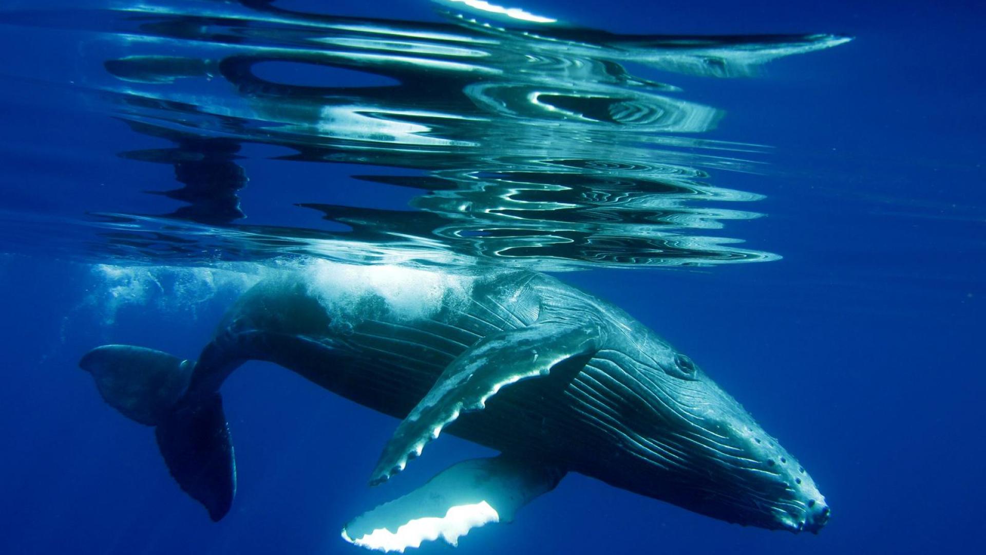 Горбатый кит Харриет