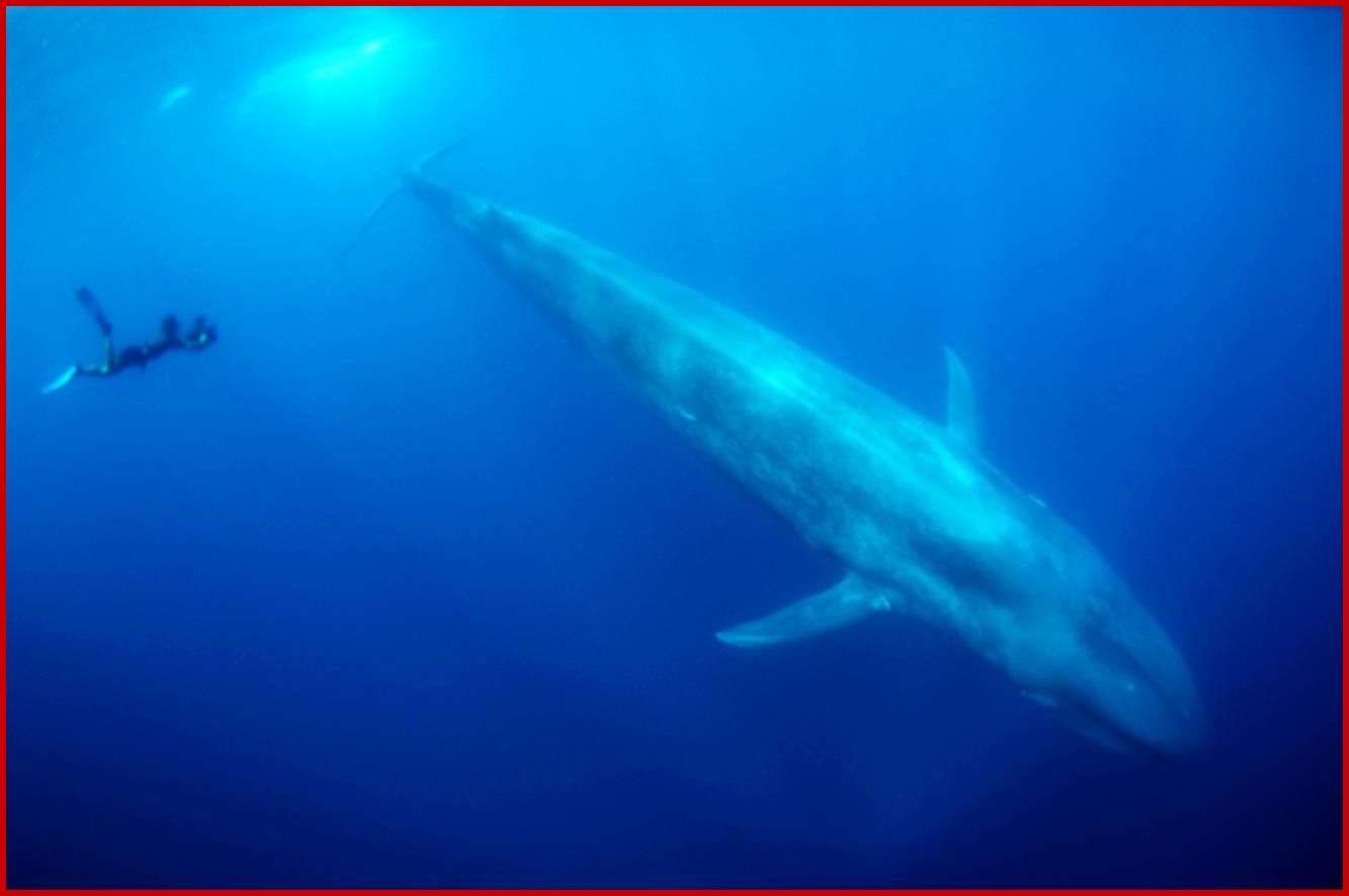 Blue Whale 3 - High Definition Widescreen Backgrounds