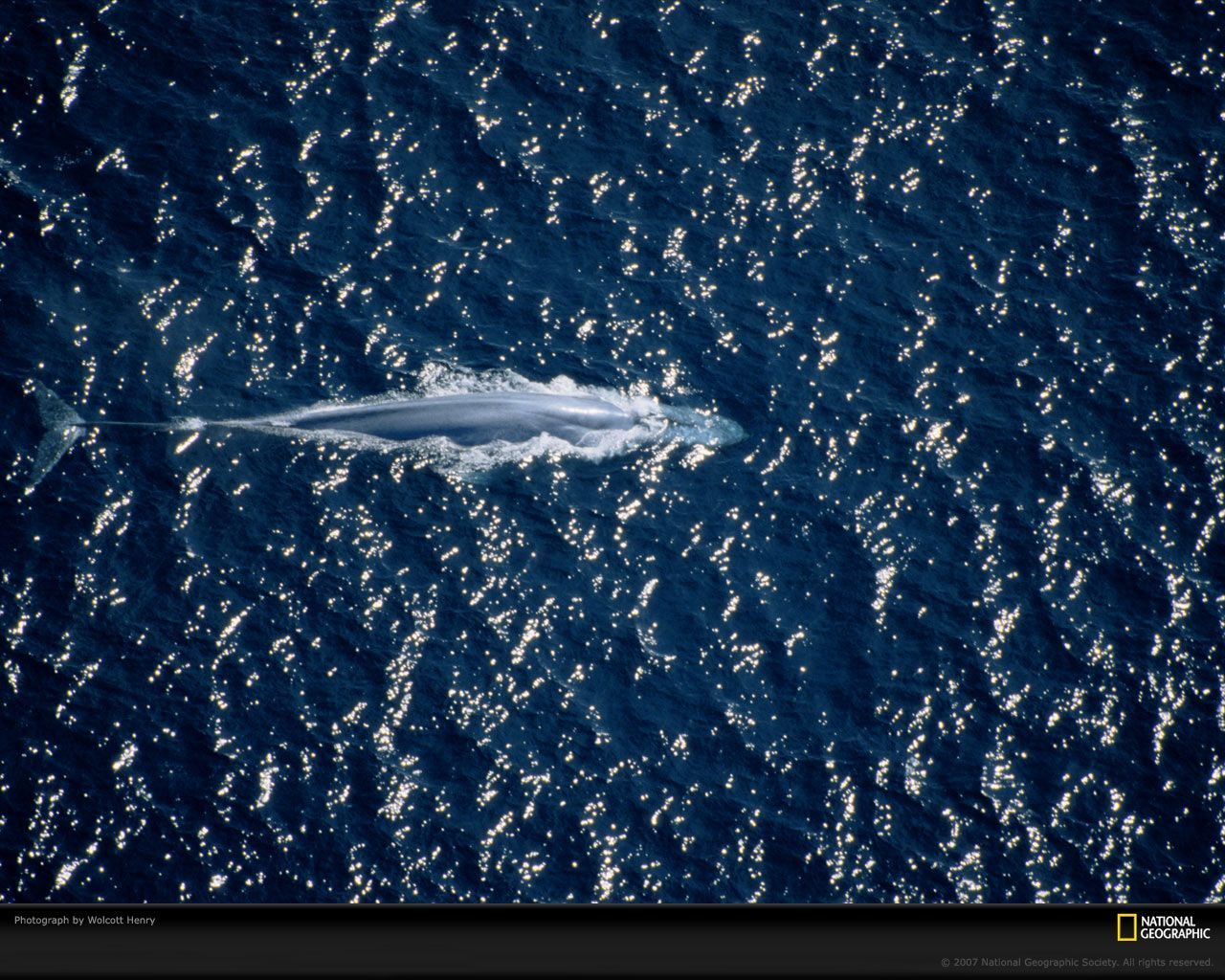 2 Blue Whale HD Wallpapers | Backgrounds - Wallpaper Abyss