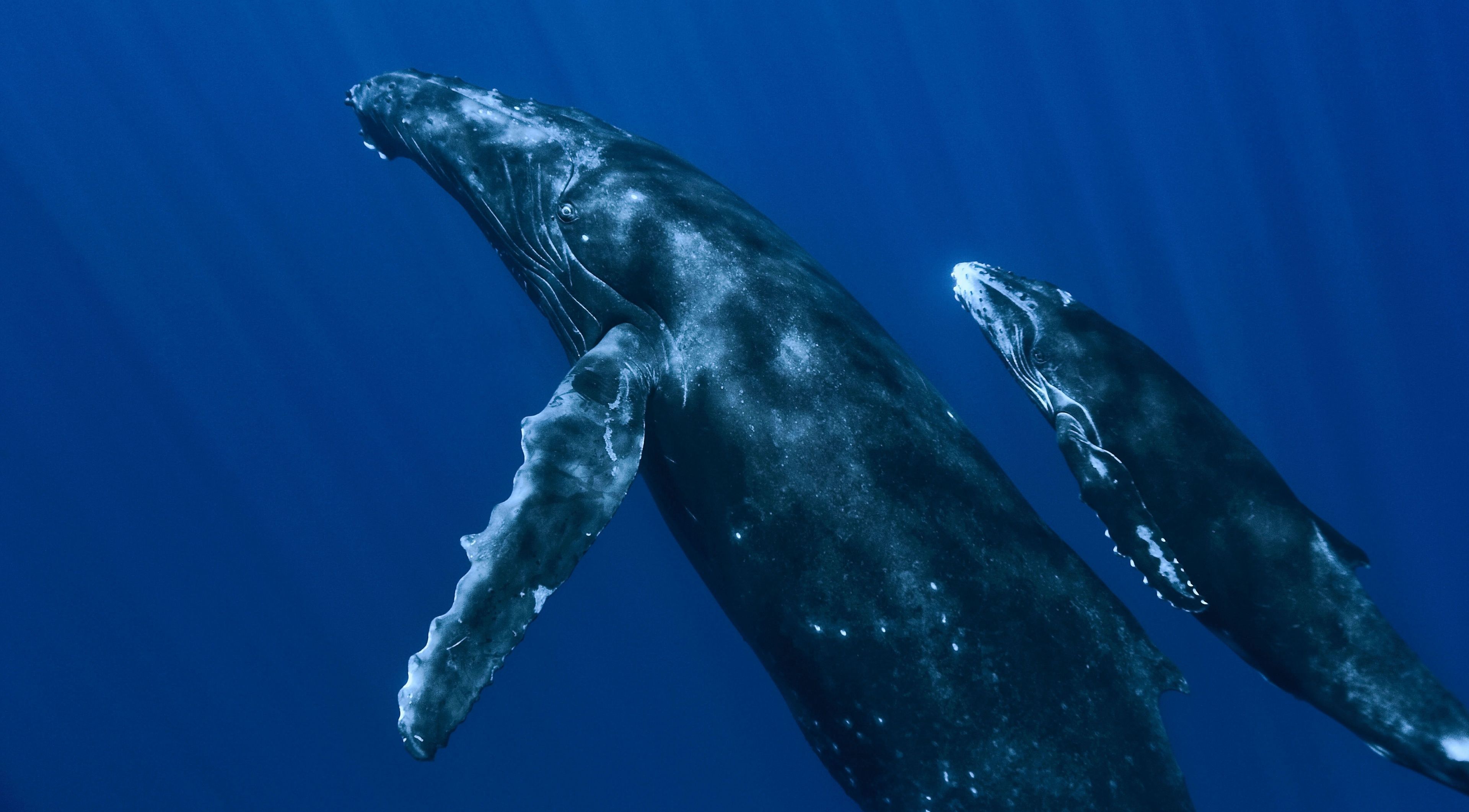 Blue whale HD Wallpaper