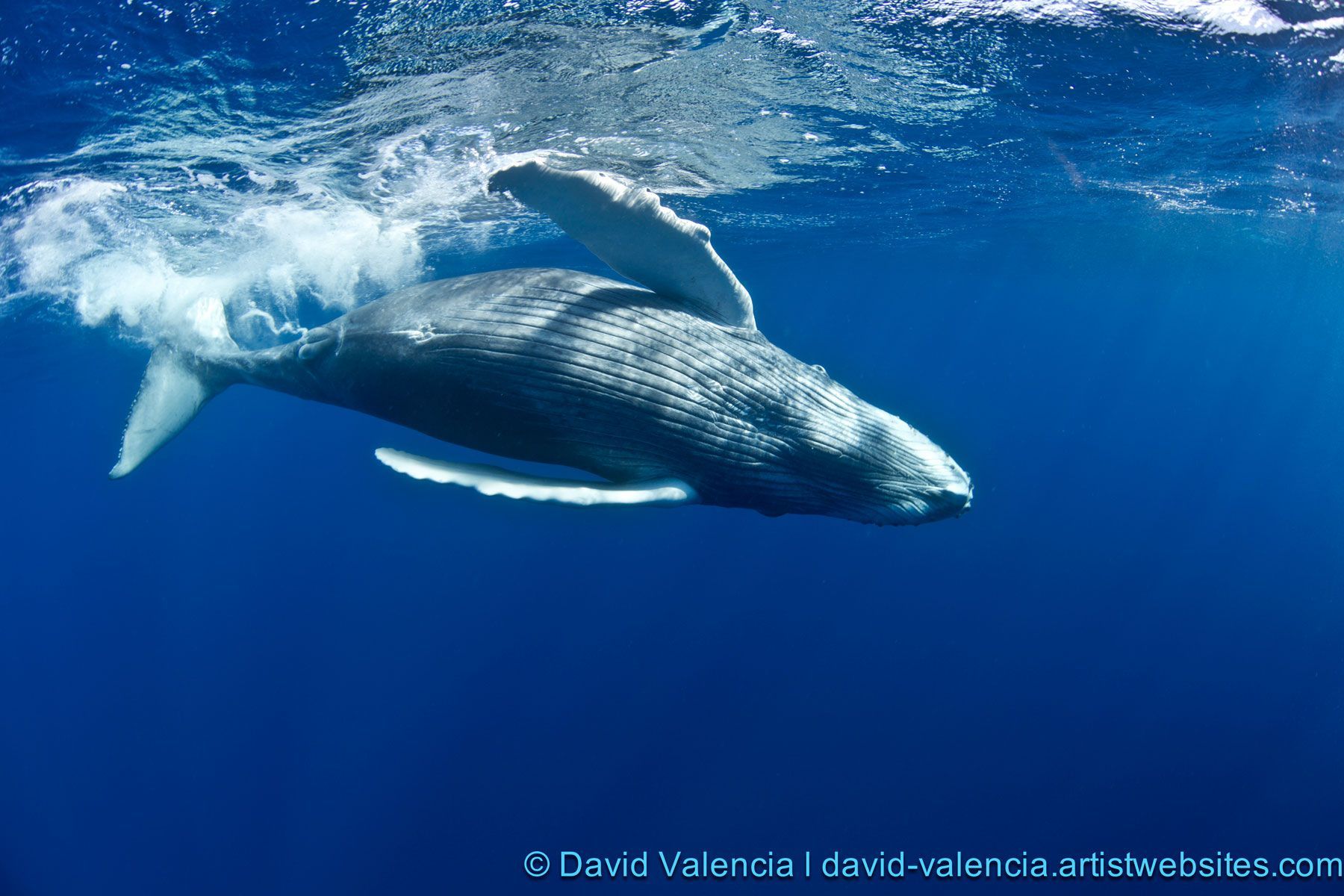 Baby Humpback Whale - wallpaper.
