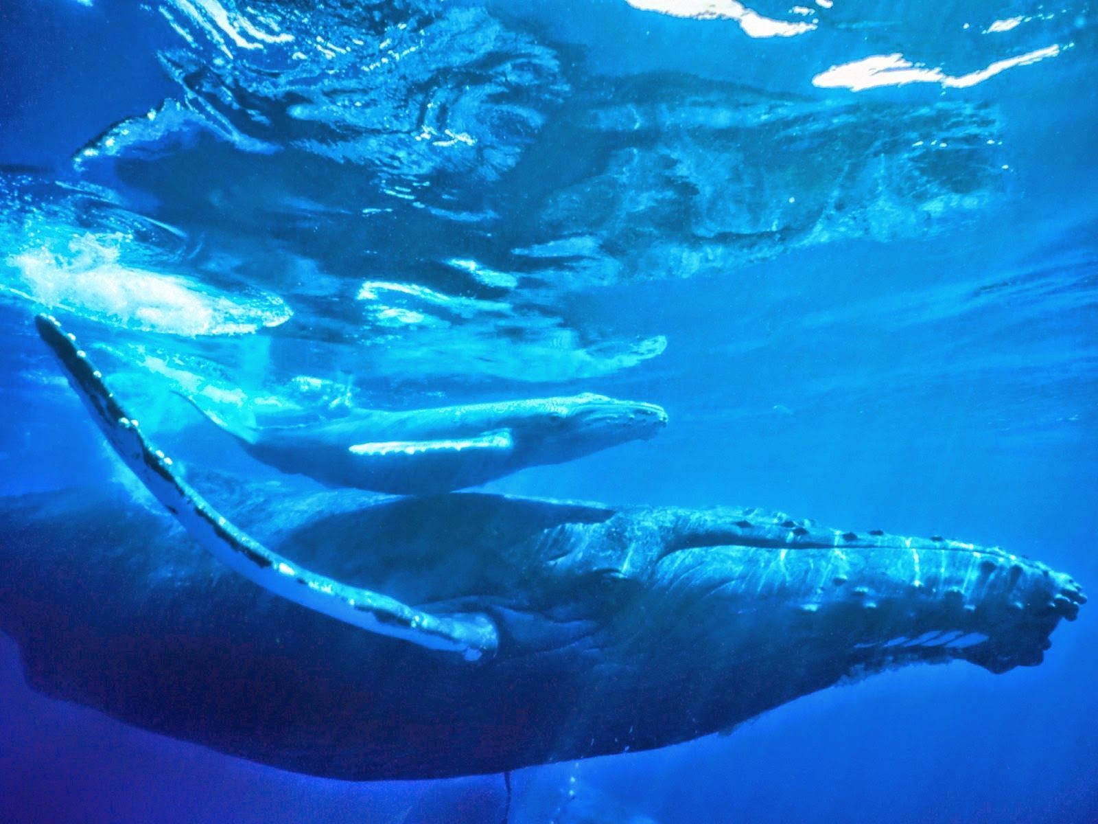 Blue Whale - HD Wallpapers | Earth Blog