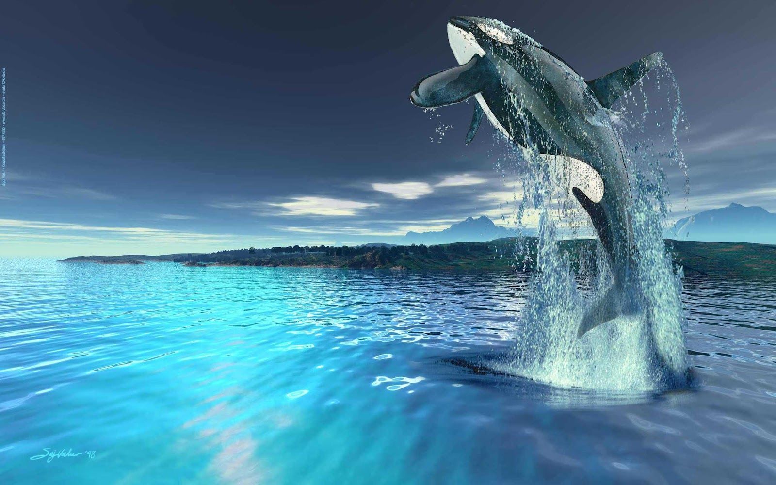 Whale-Wallpaper-HD.jpg